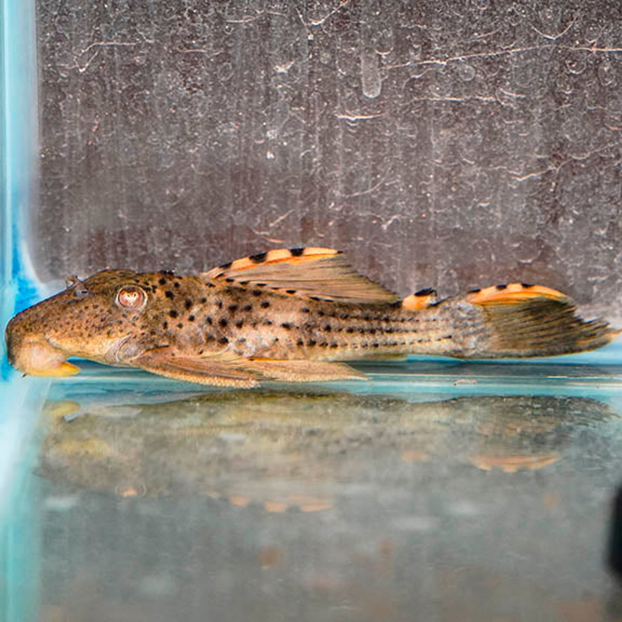 Redfin Blackspot (L-091) Plecostomus 5.25" WYSIWYG