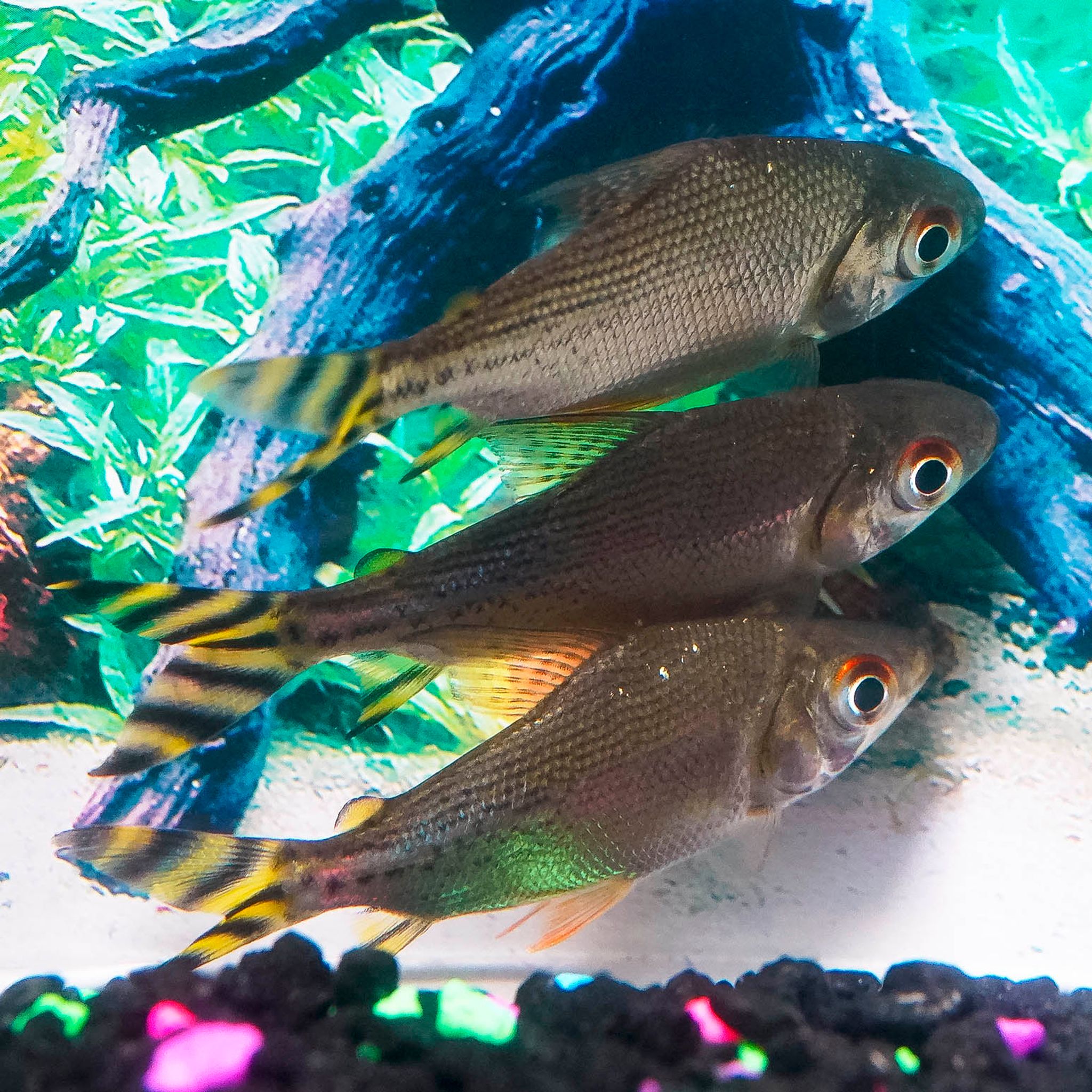 Redfin Prochilodus 3-Lot 3" WYSIWYG