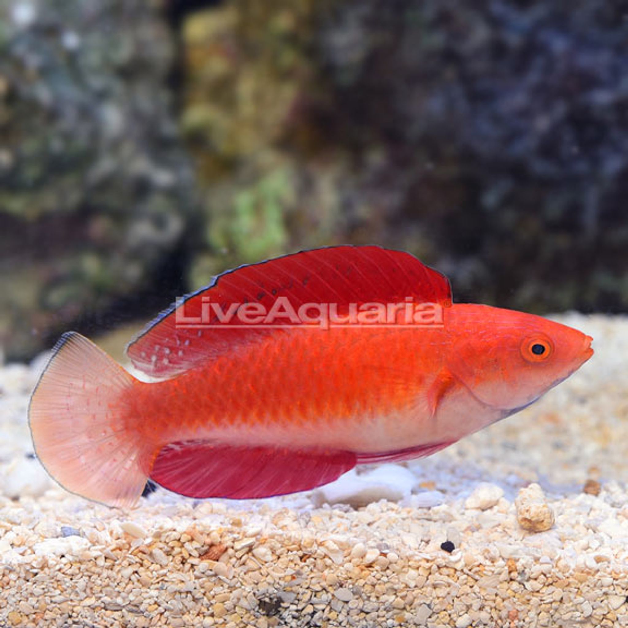 Redfin Wrasse (Cirrhilabrus rubripinnis)