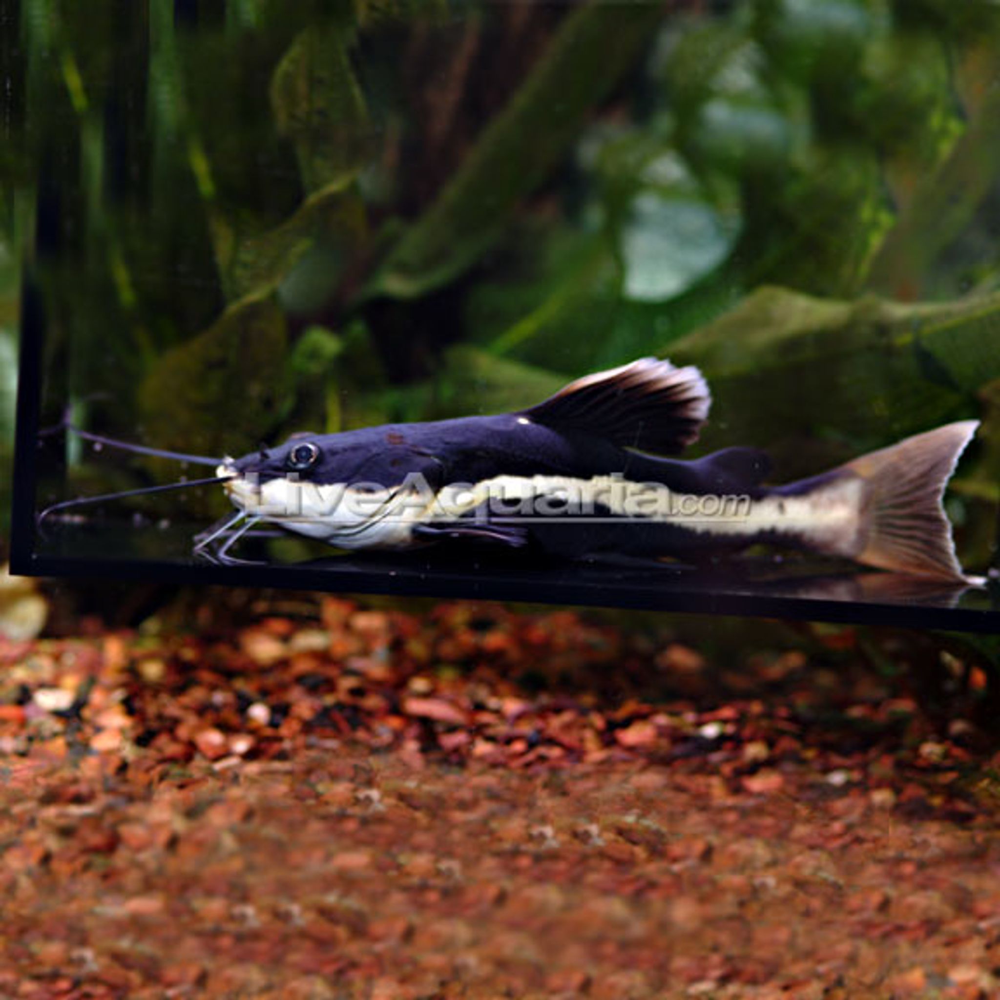 What Do Redtail Catfish Eat? A Practical Feeding Guide
