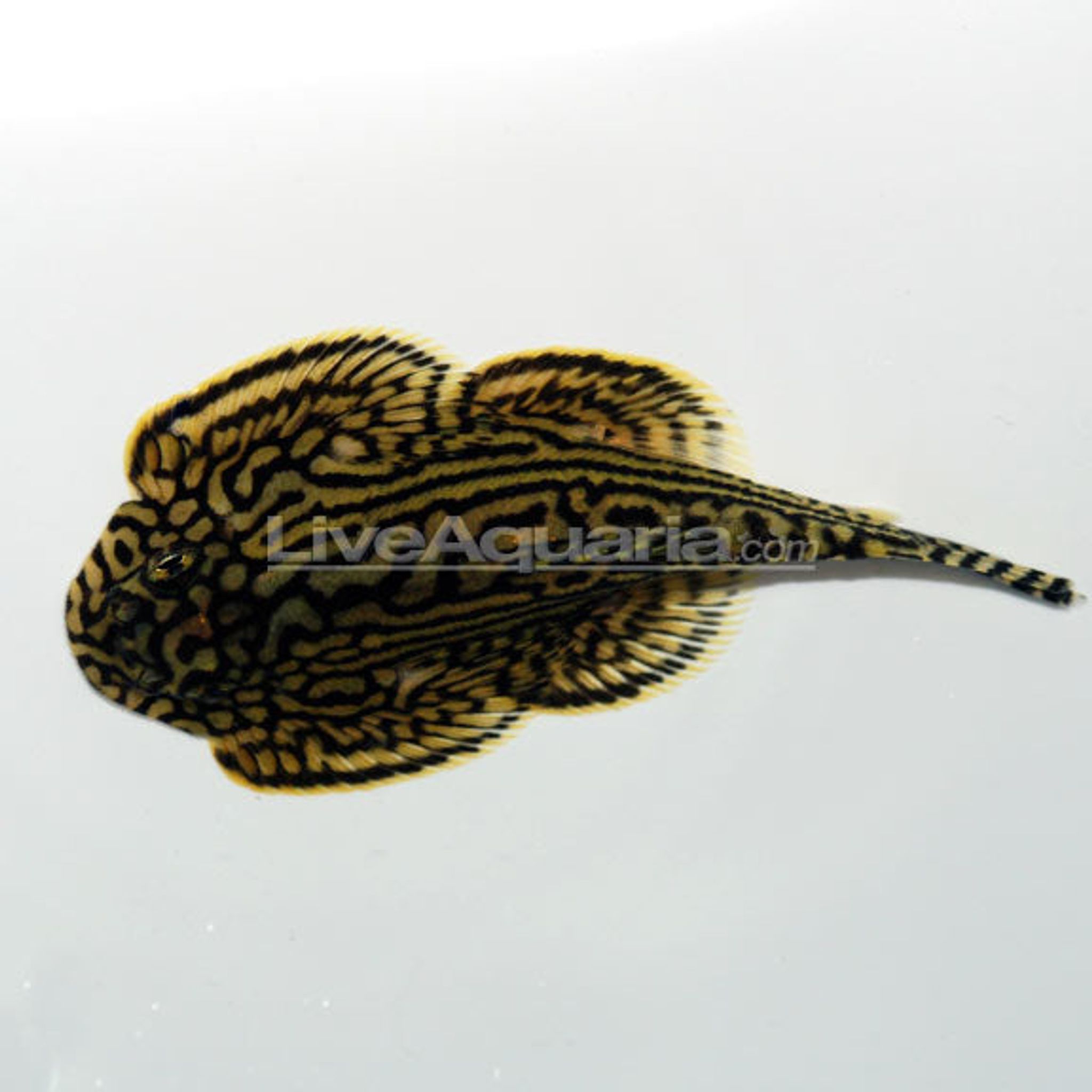 What Do Hillstream Loach Eat? A Practical Feeding Guide