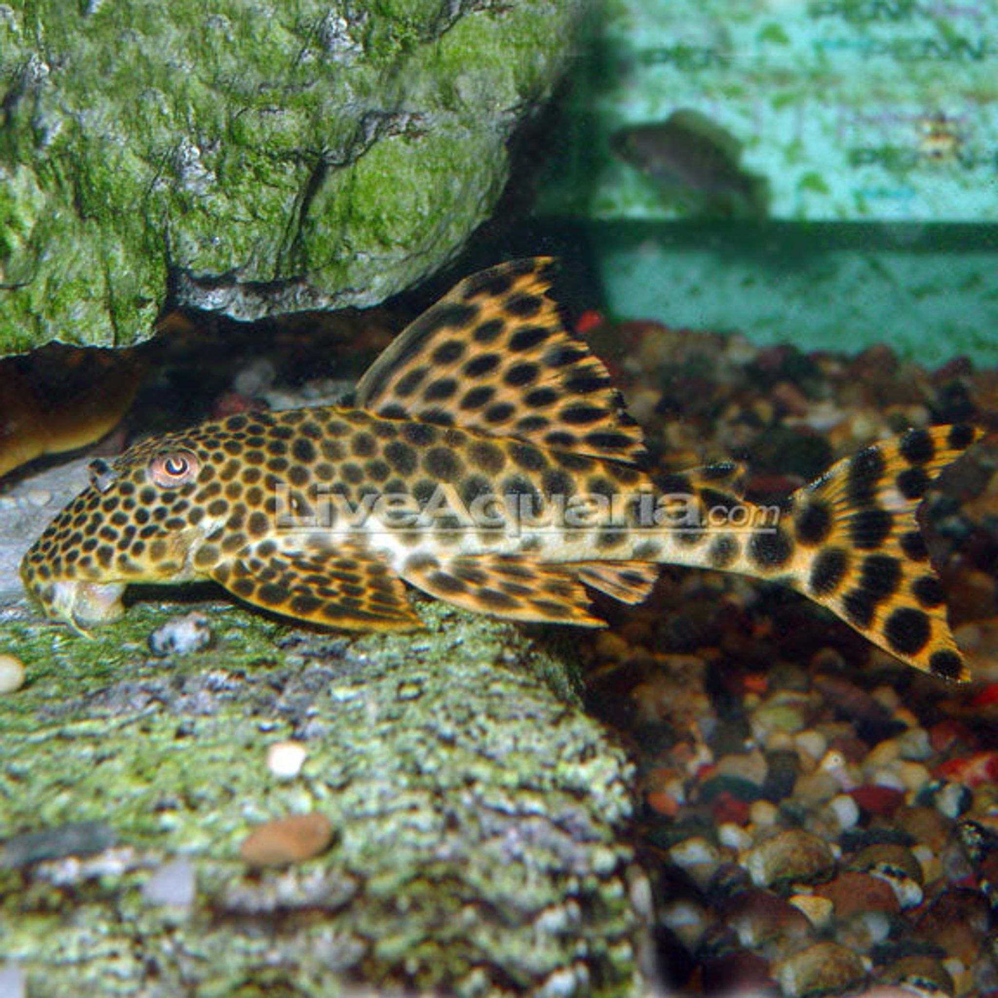 Rio de Para Pleco (L-075)