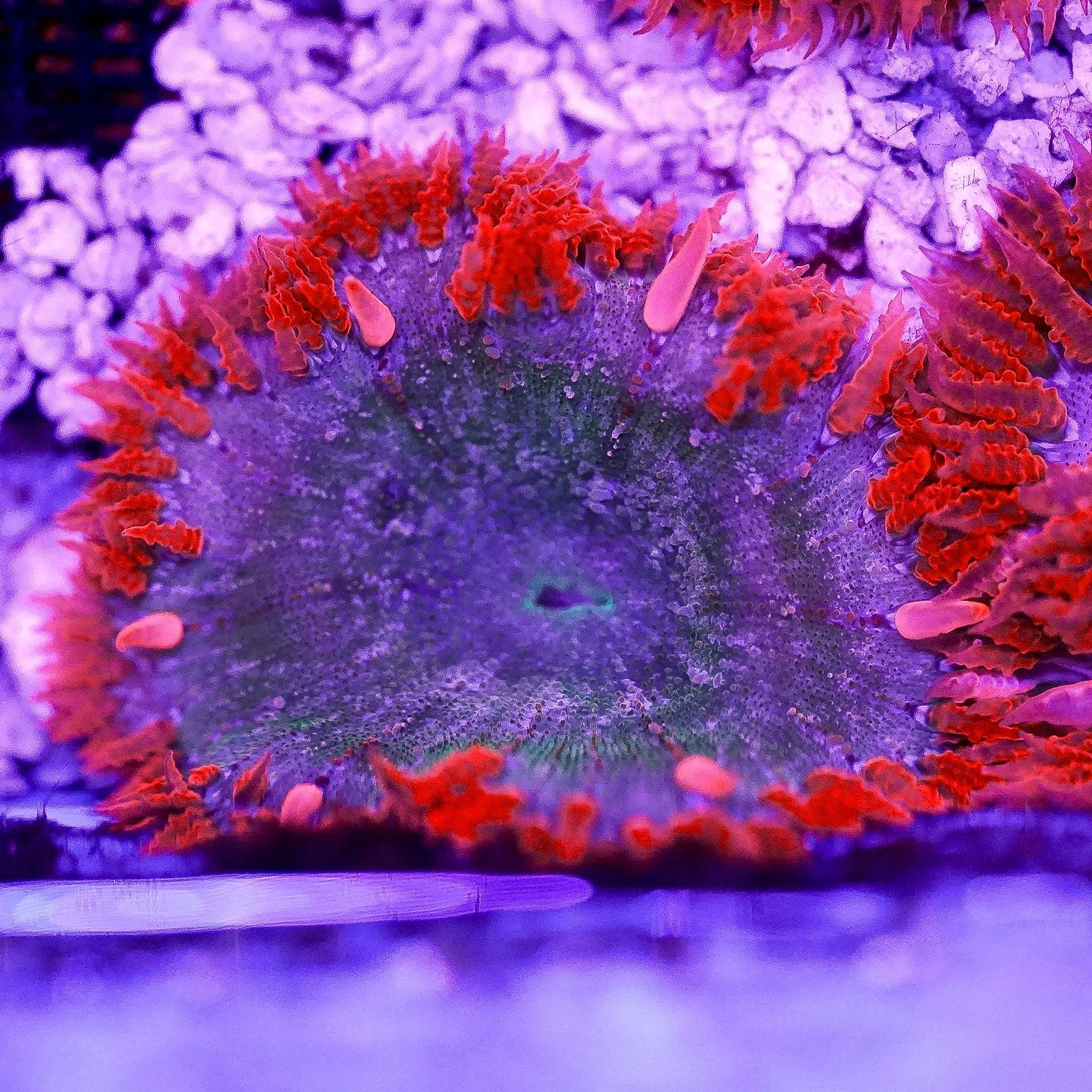 Rock Flower Anemone Care Guide: Tank Requirements, Feeding and Compatibility