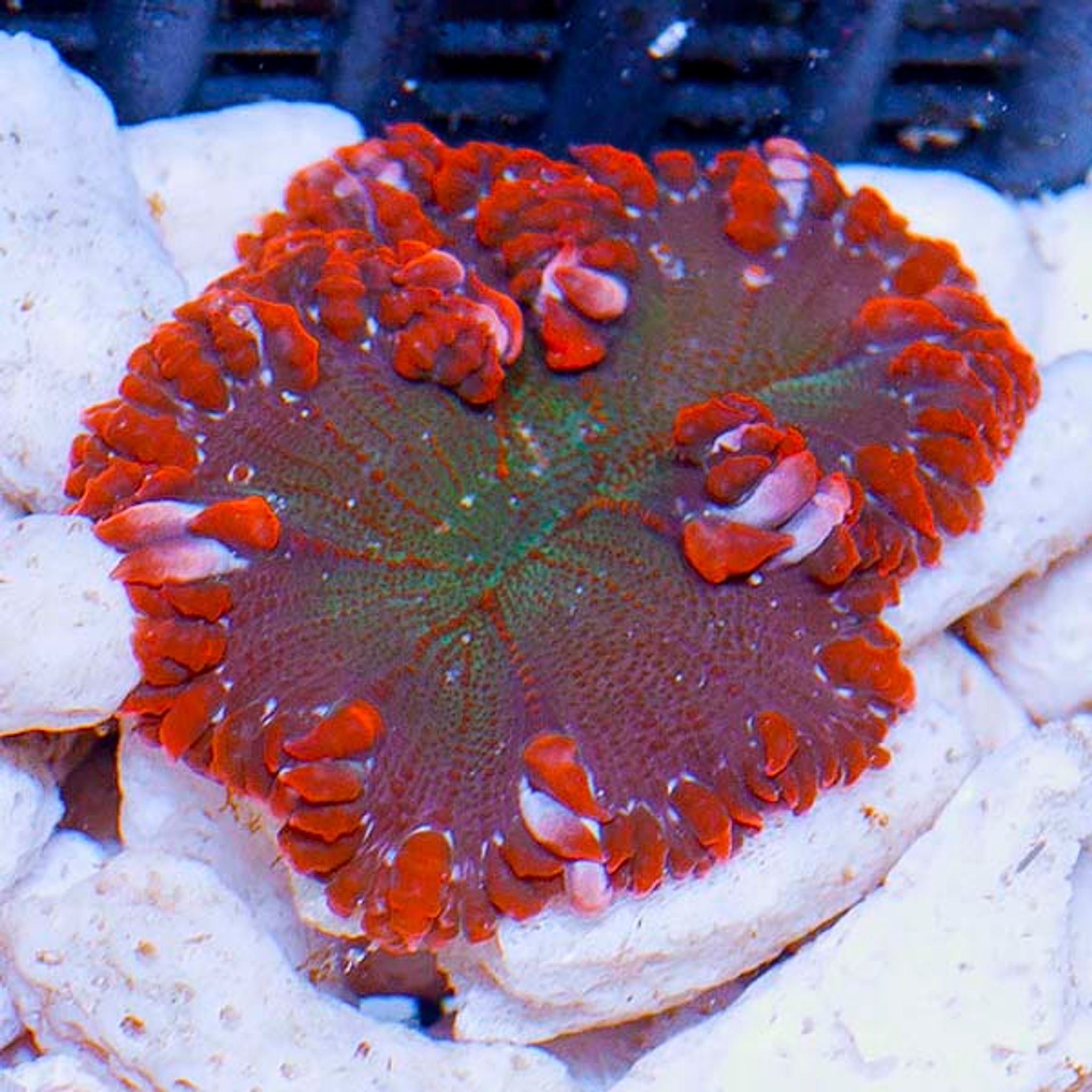 Rock Flower Anemone, Premium