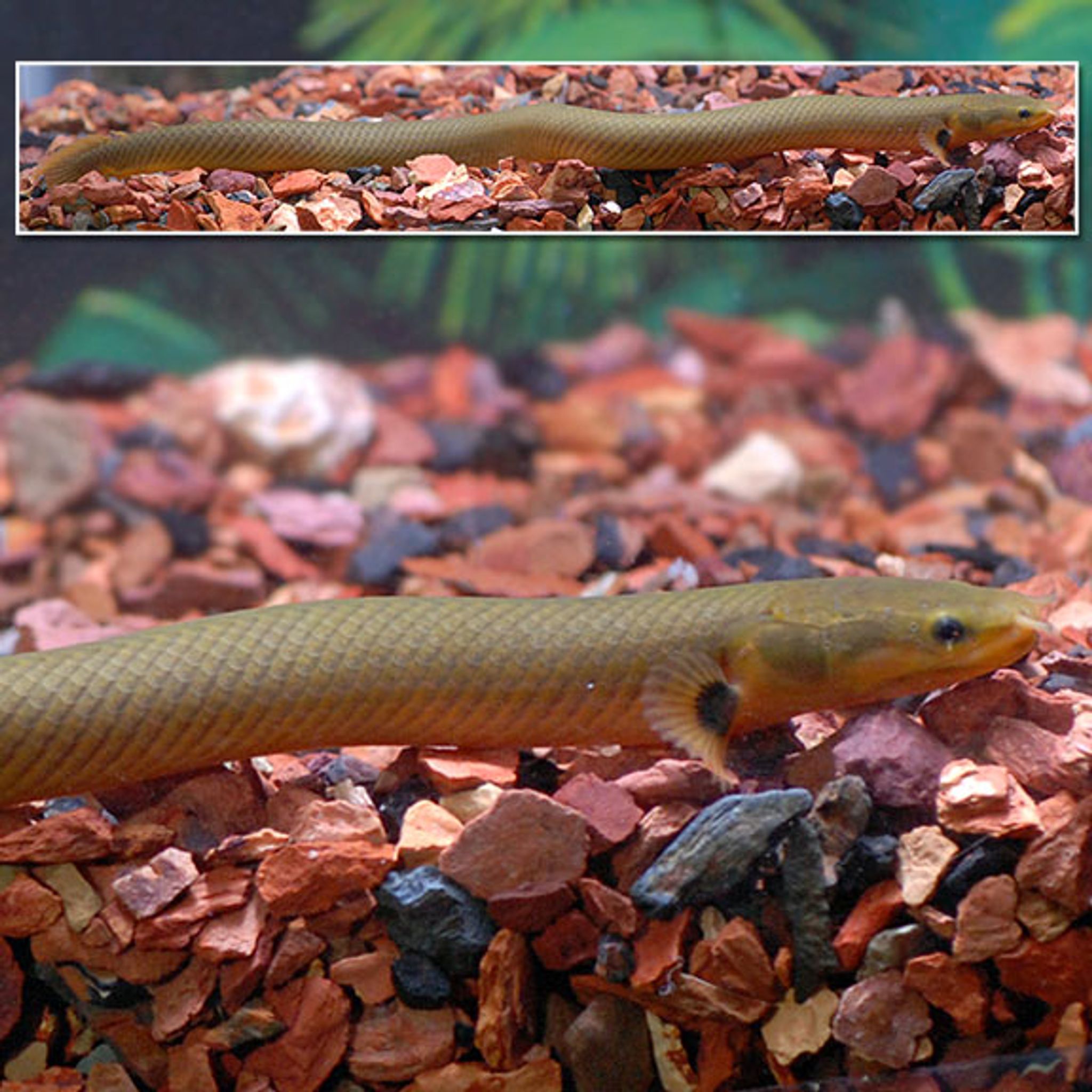 What Do Rope Fish Eat? A Practical Feeding Guide