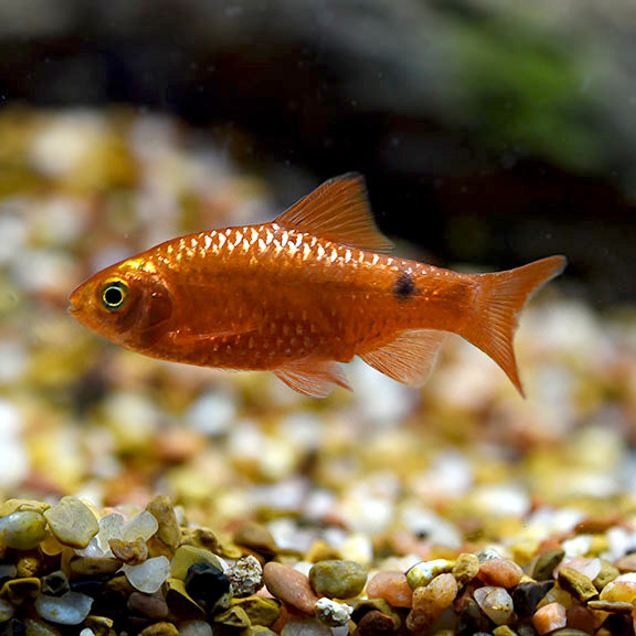 Rosy Barb, Male
