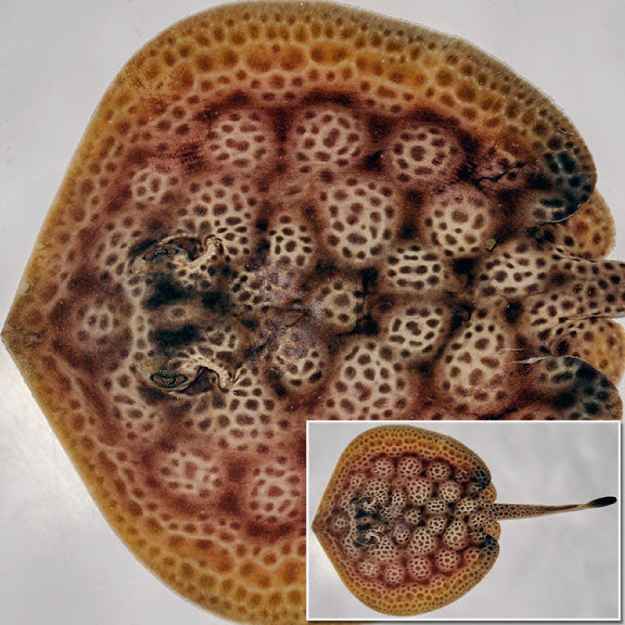 How Big Do Freshwater Stingray Get? Growth Rate, Adult Size and Tank Planning