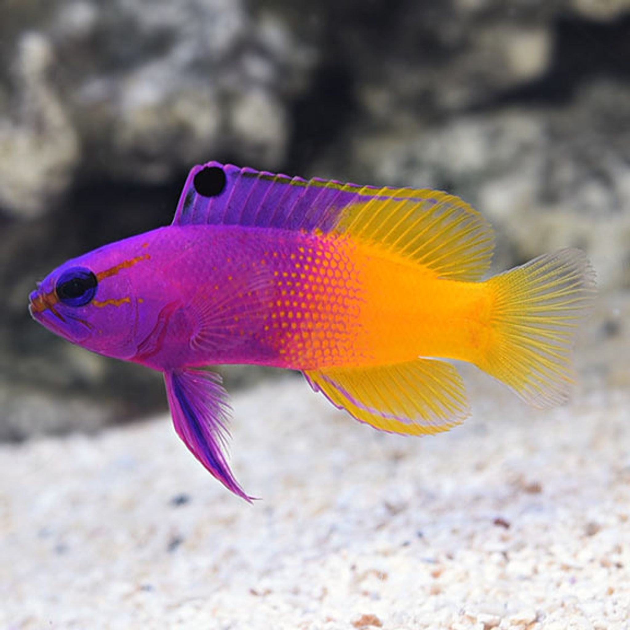 How to Feed Royal Gramma: Foods, Frequency and Common Feeding Problems
