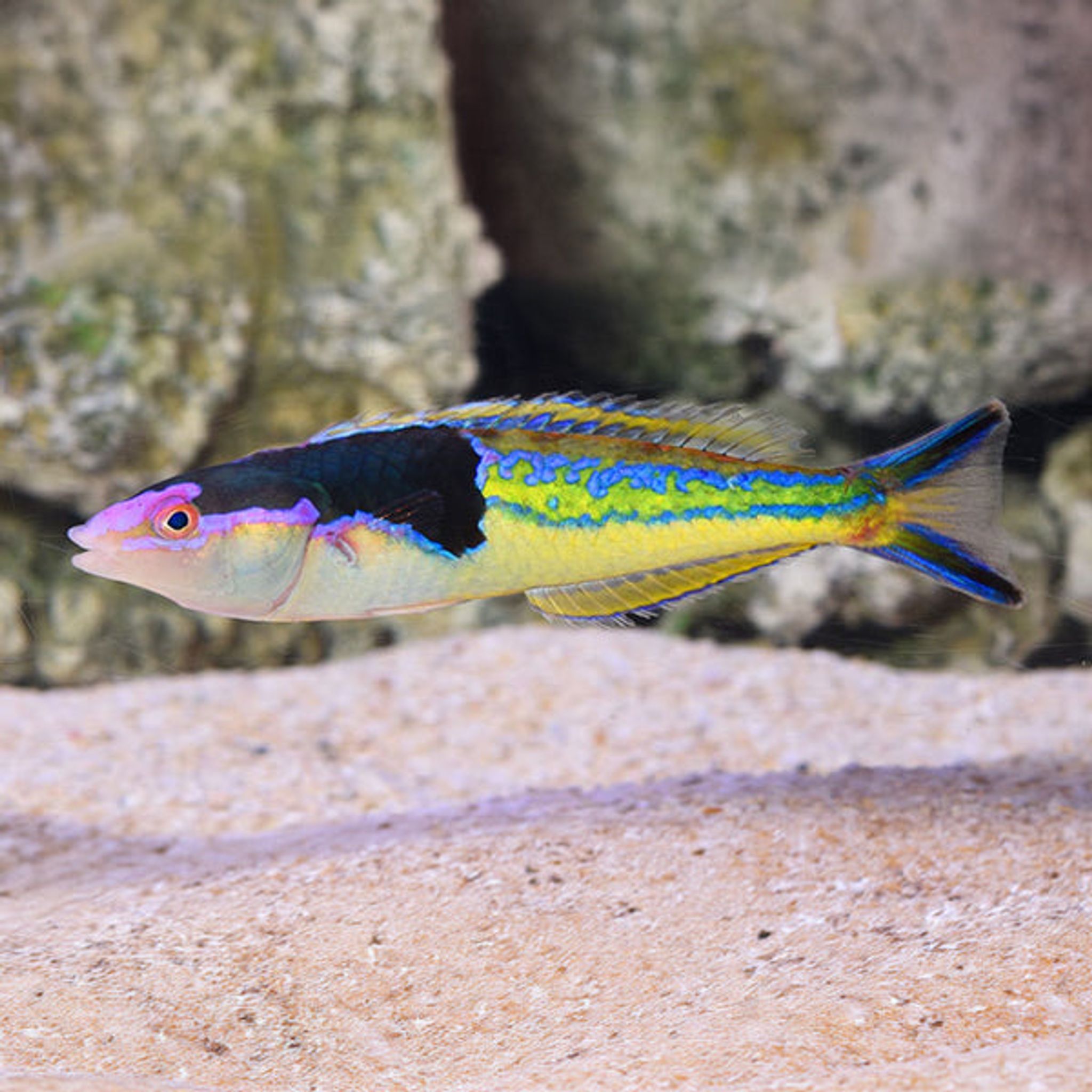 Royal Pencil Wrasse (Pseudojuloides severnsi)