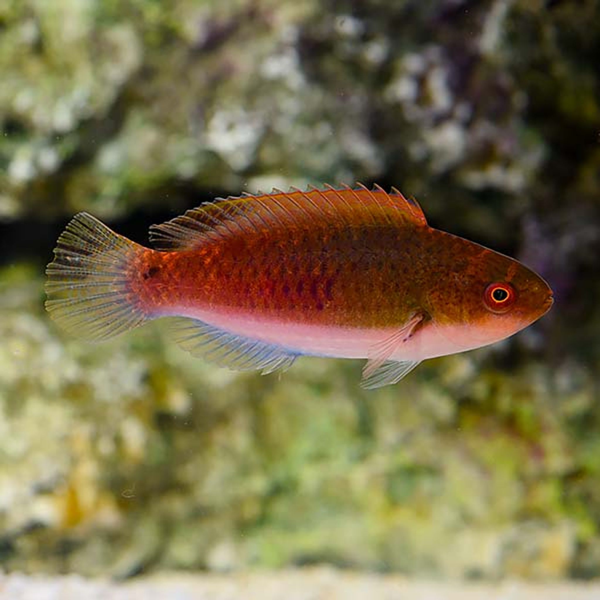 Ruby Head Fairy Wrasse