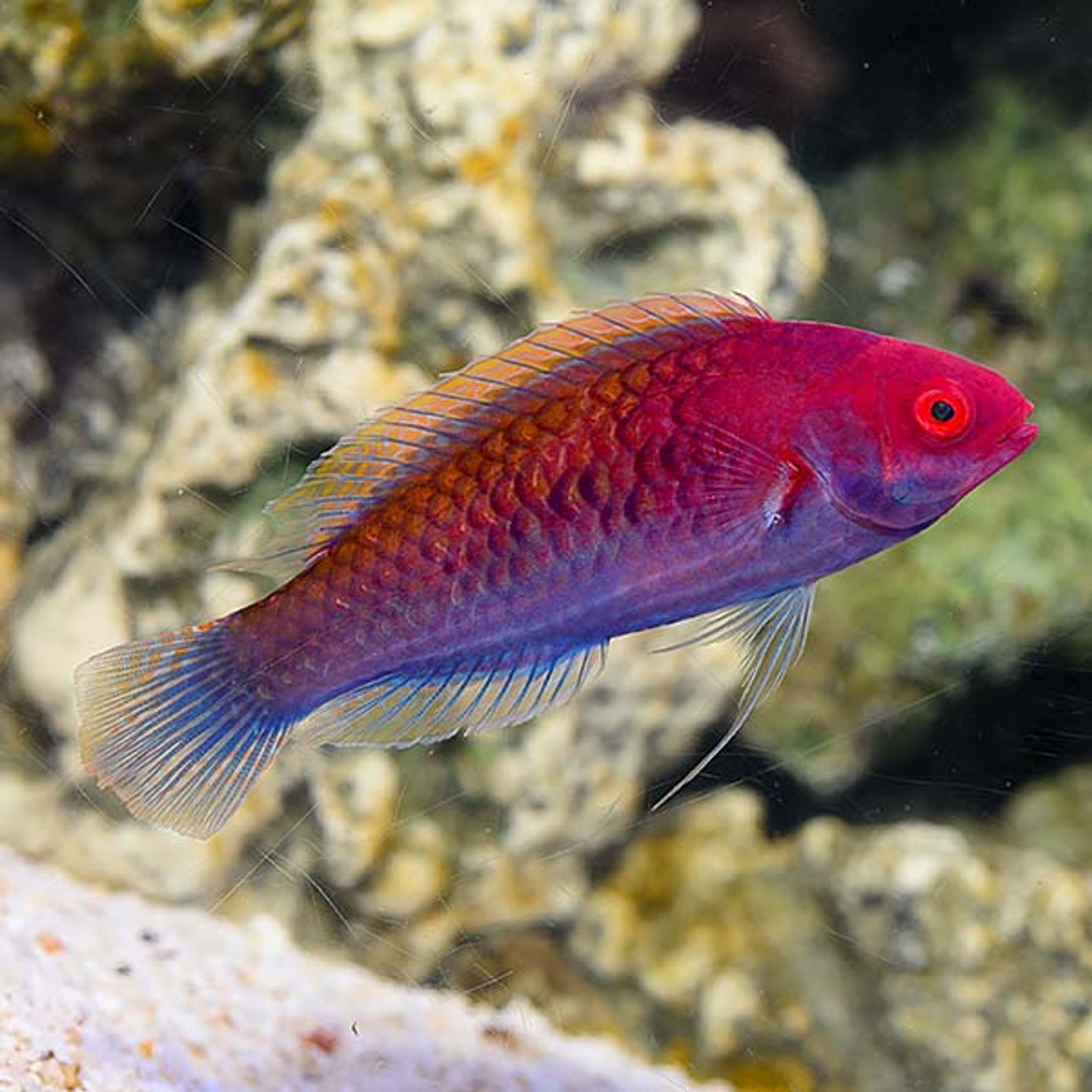 Ruby Head Fairy Wrasse