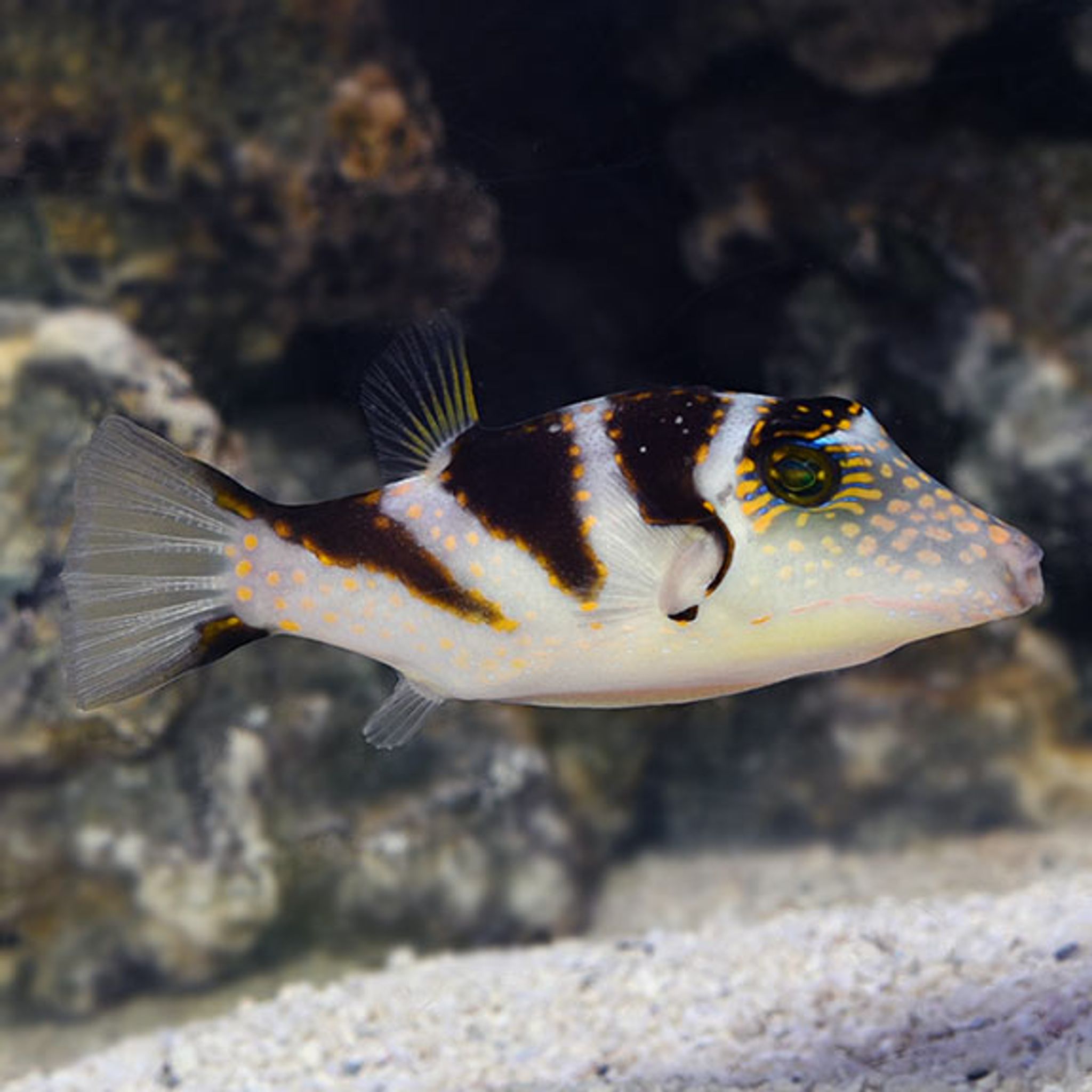 Saddle Puffer
