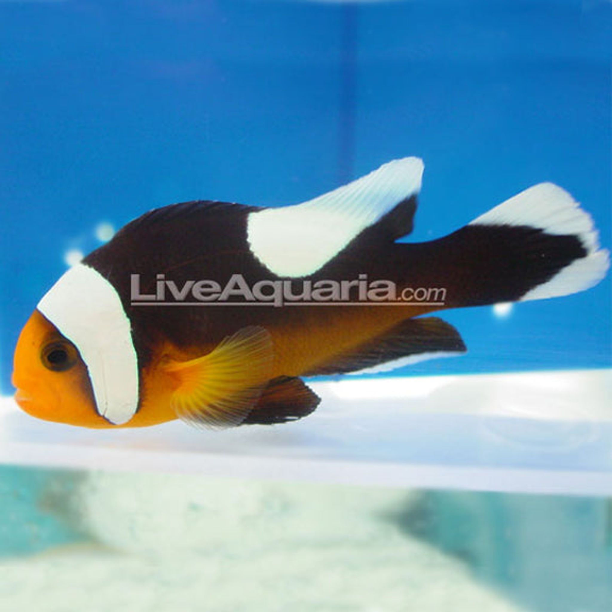 Saddleback Clownfish