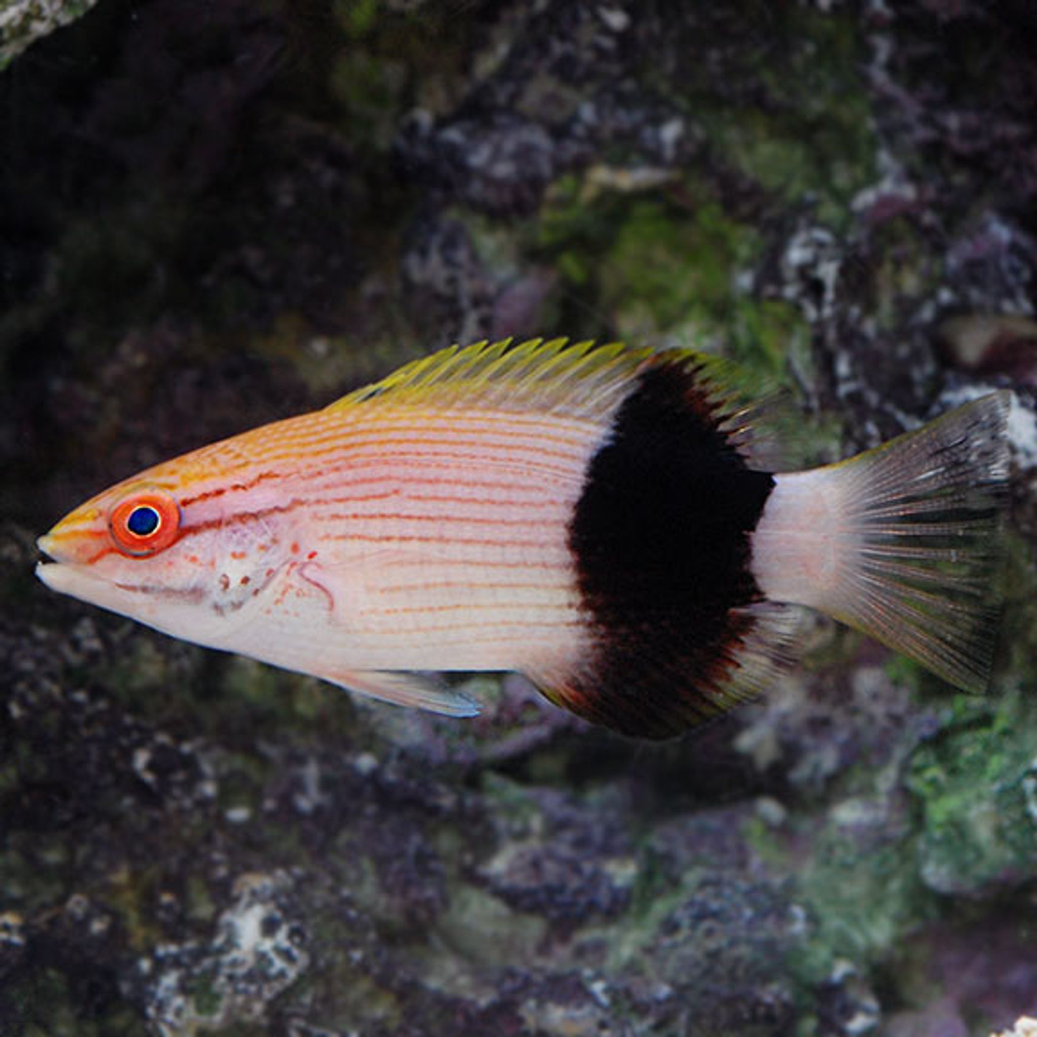 Saddleback Hogfish (Bodianus bilunulatus)