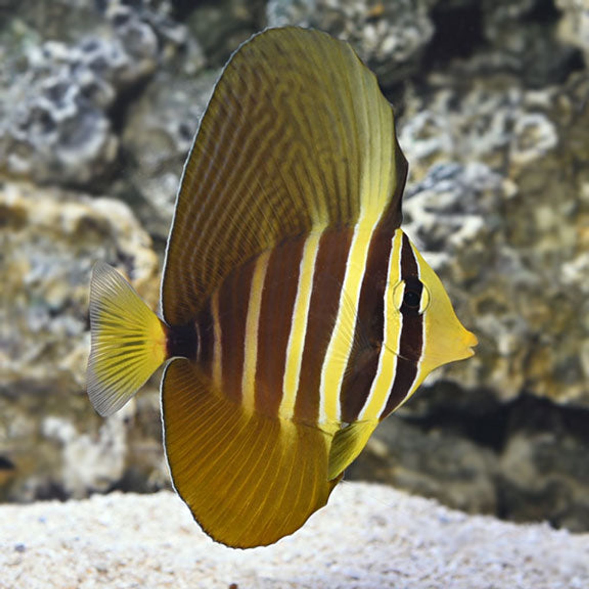 How to Feed Sailfin Tang: Foods, Frequency and Common Feeding Problems