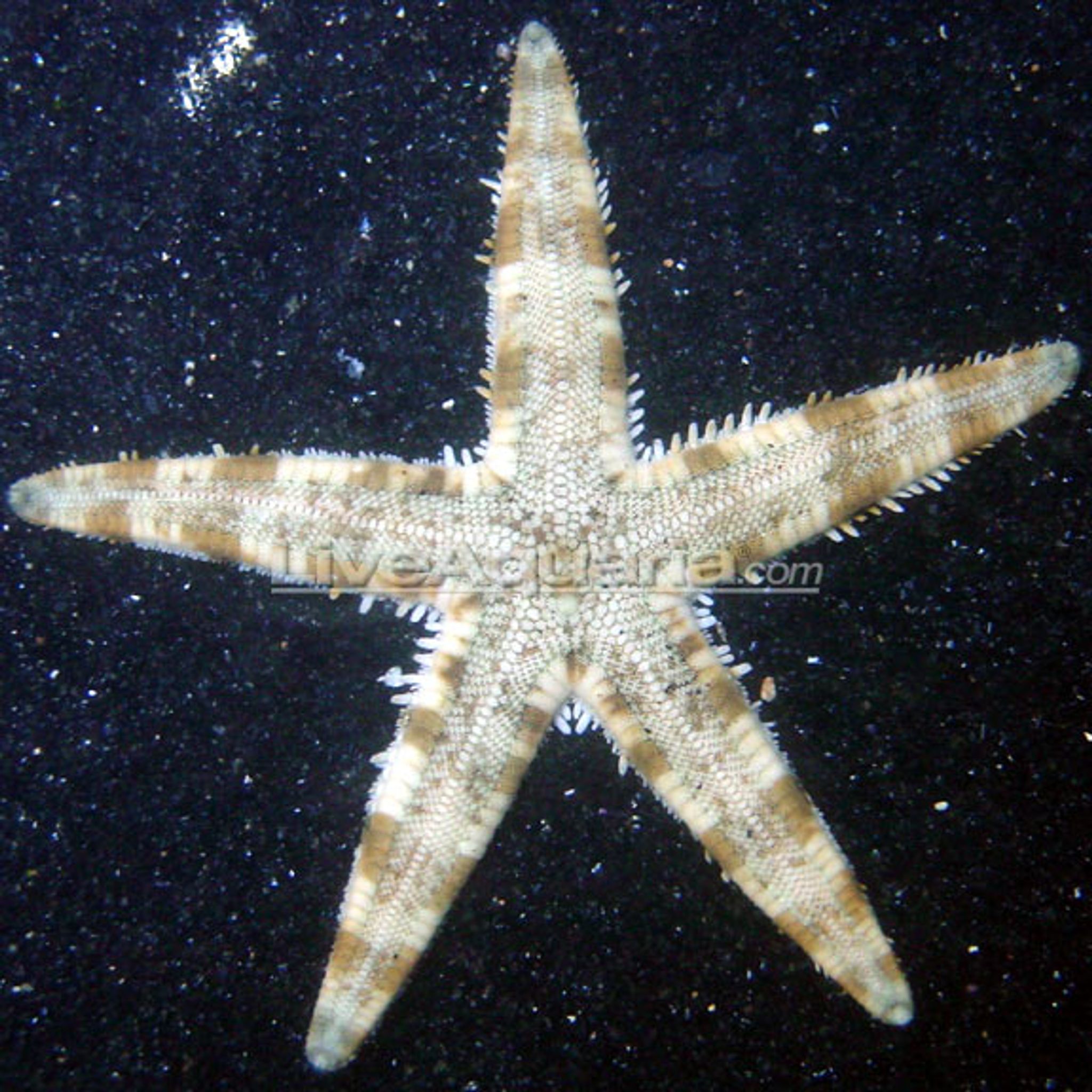 Is Sand-Sifting Starfish Reef Safe? Compatibility With Fish, Coral and Invertebrates