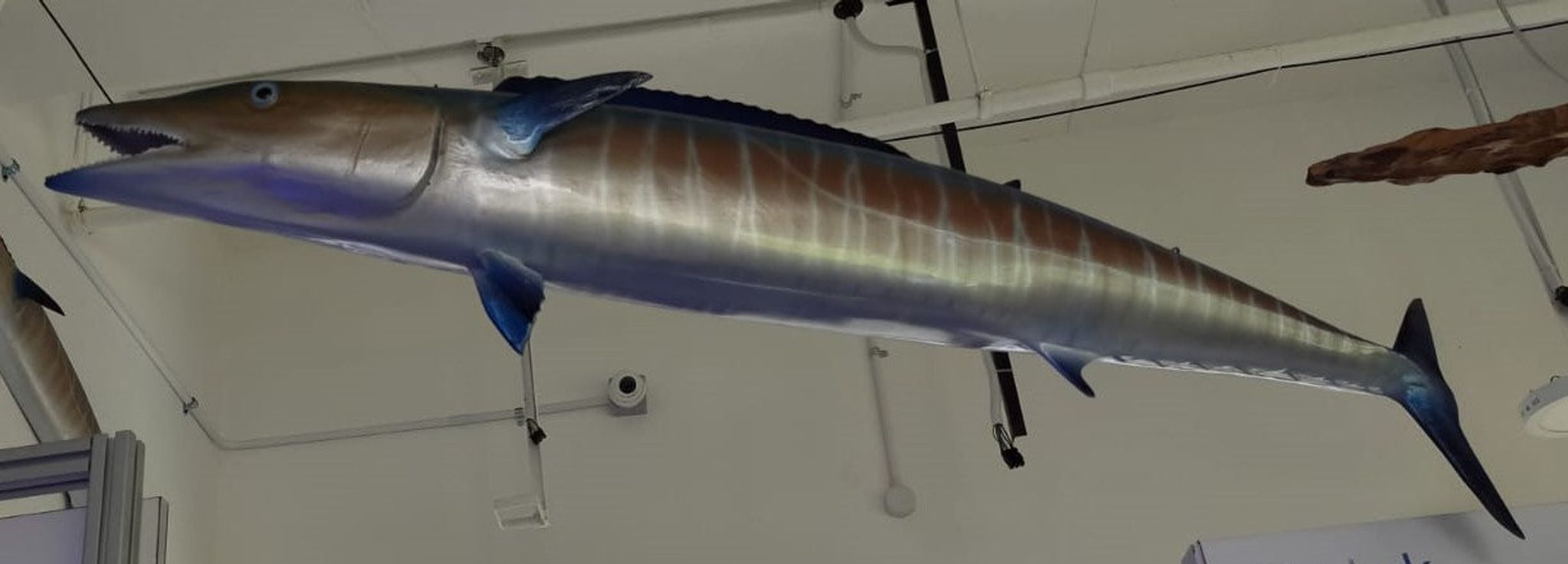 Barracuda Deco