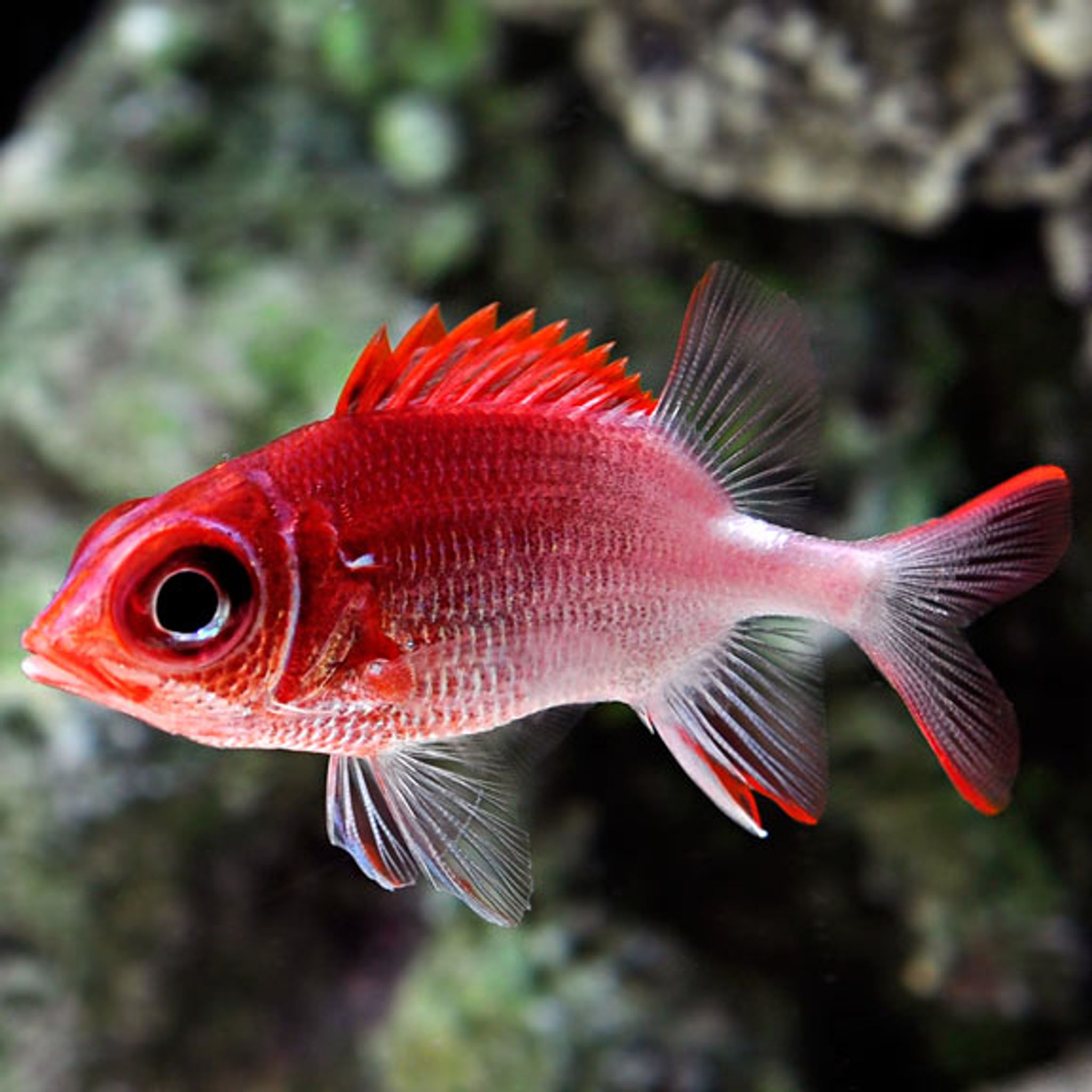Scarlet Fin Soldier (Sargocentron sp.)
