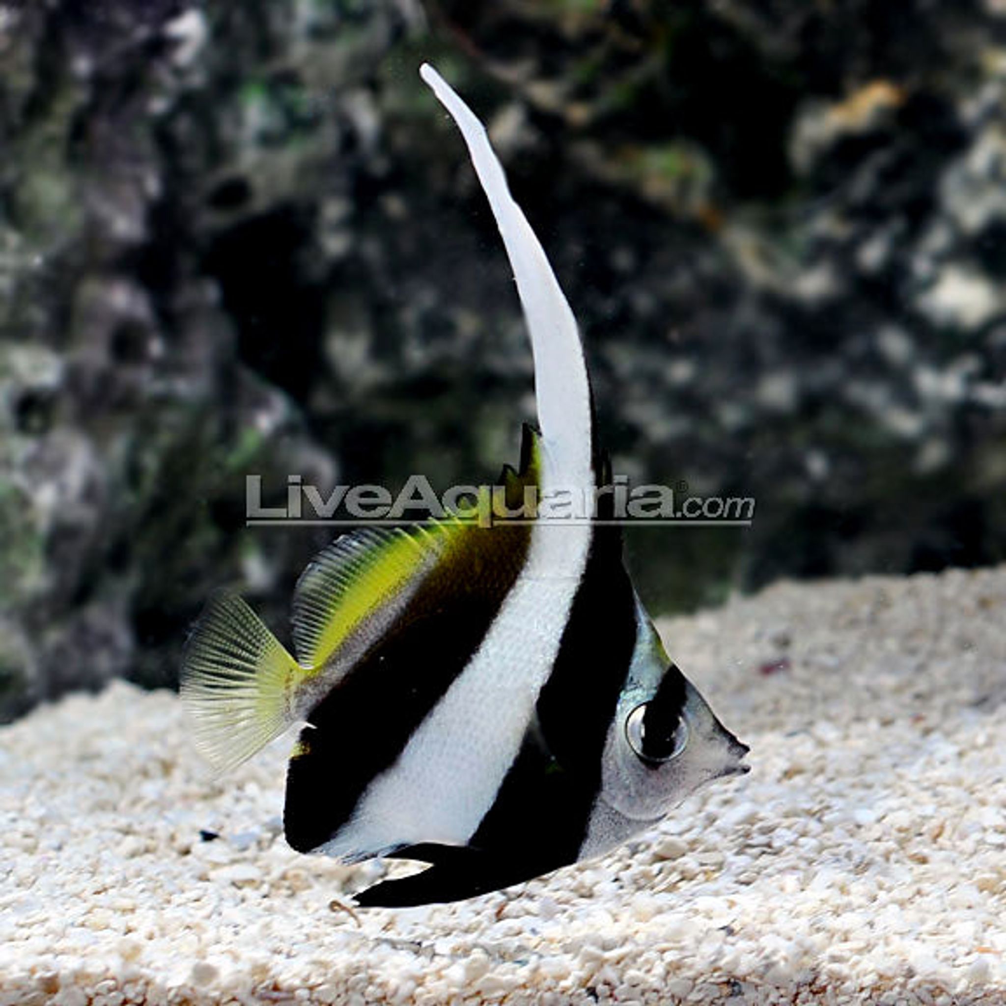 Schooling Bannerfish (Heniochus diphreutes)