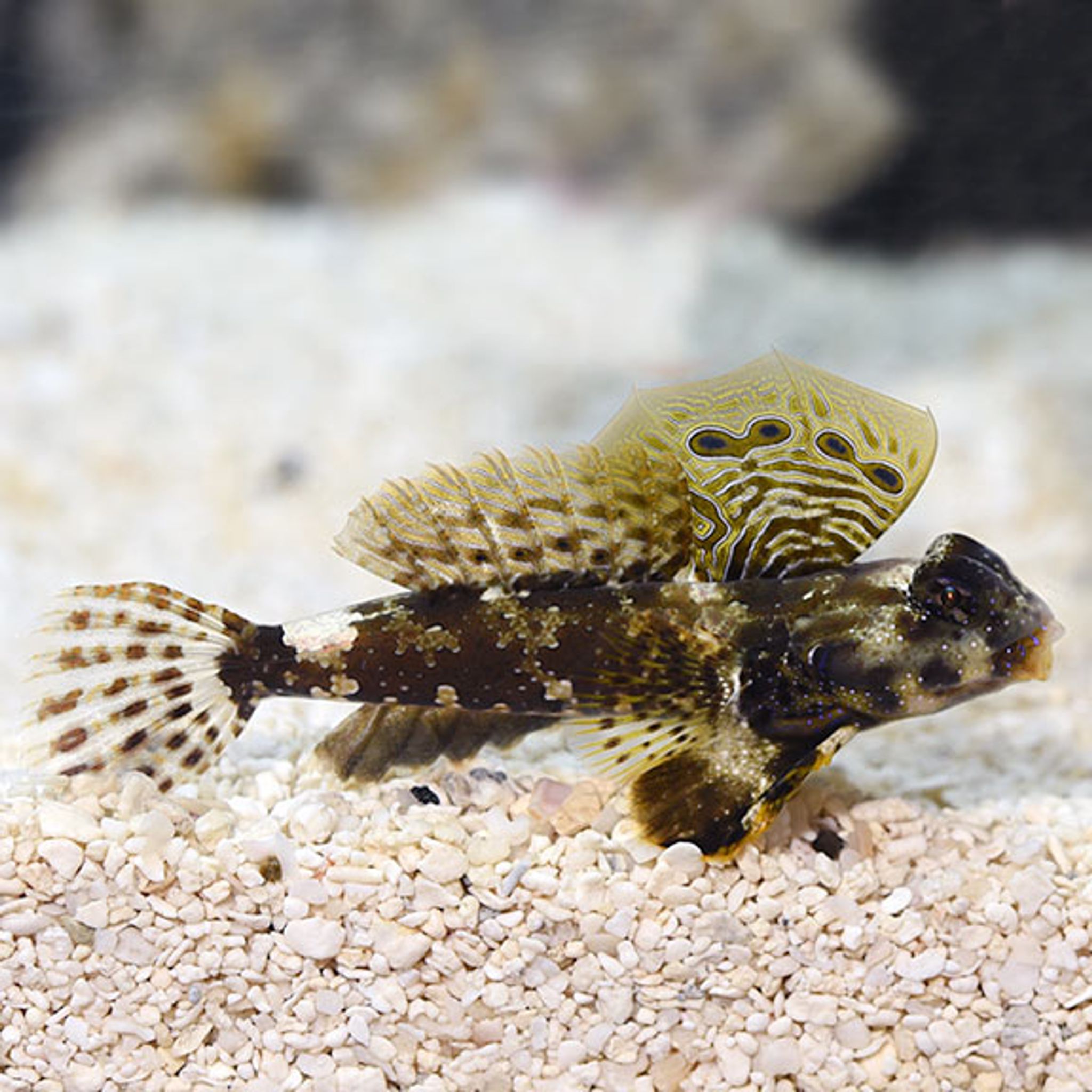 Scooter Blenny