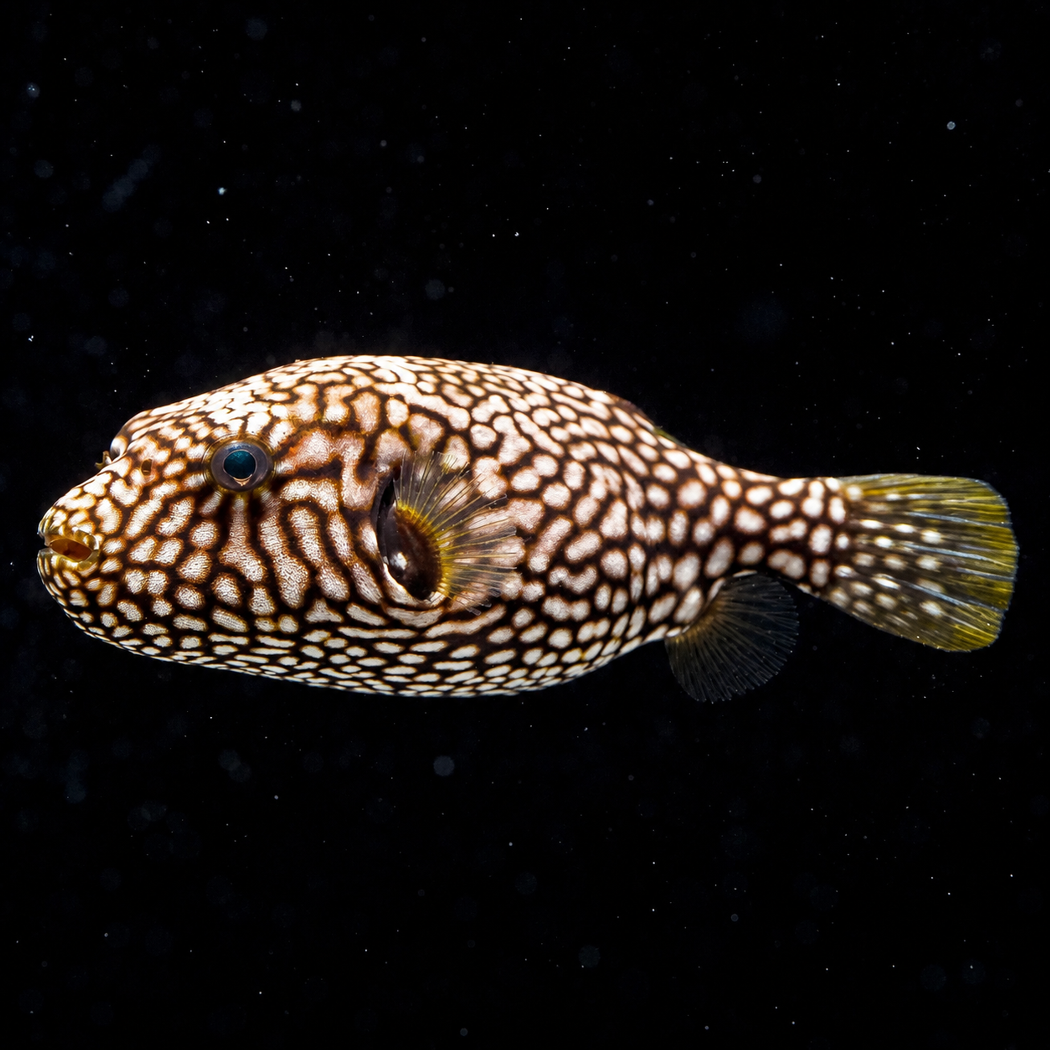 Scribbled Arothron Puffer 3.5" WYSIWYG (Arothron mappa)