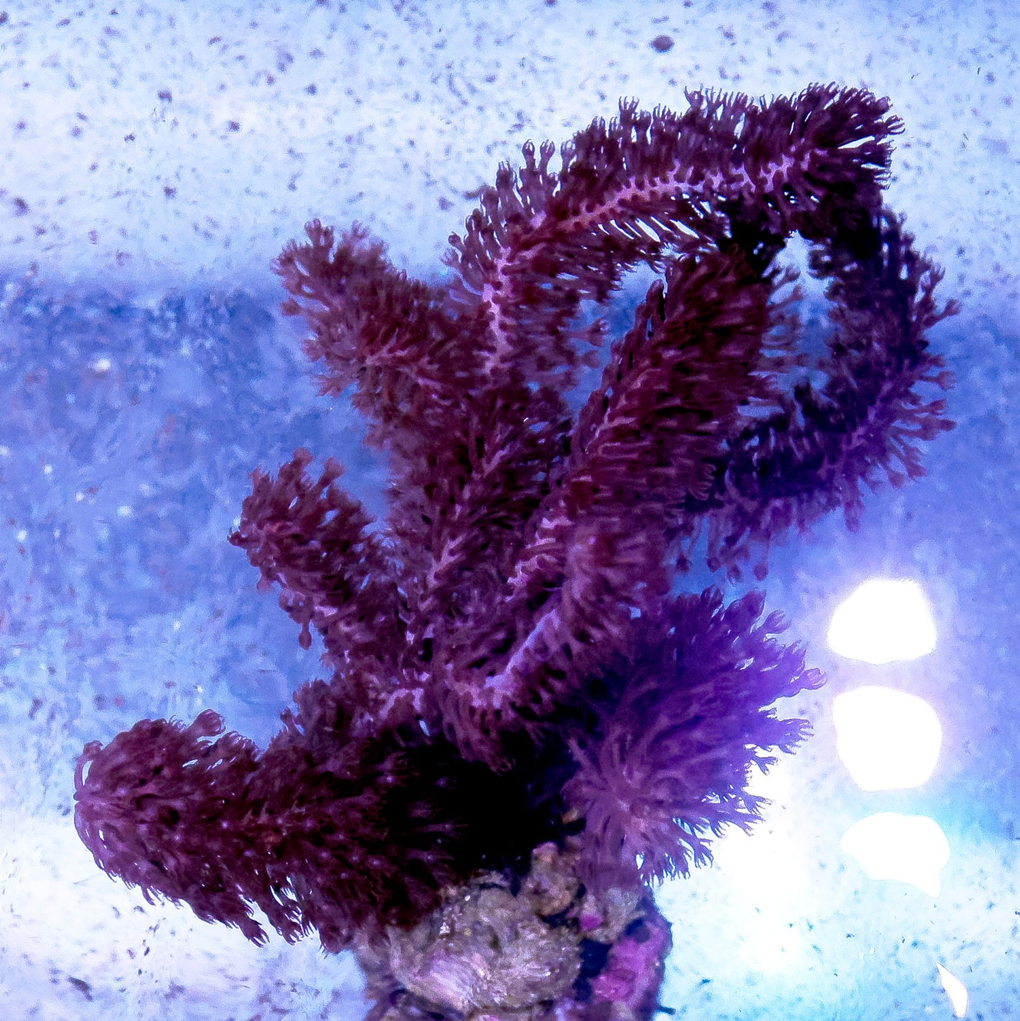 Sea Stalk Briareum