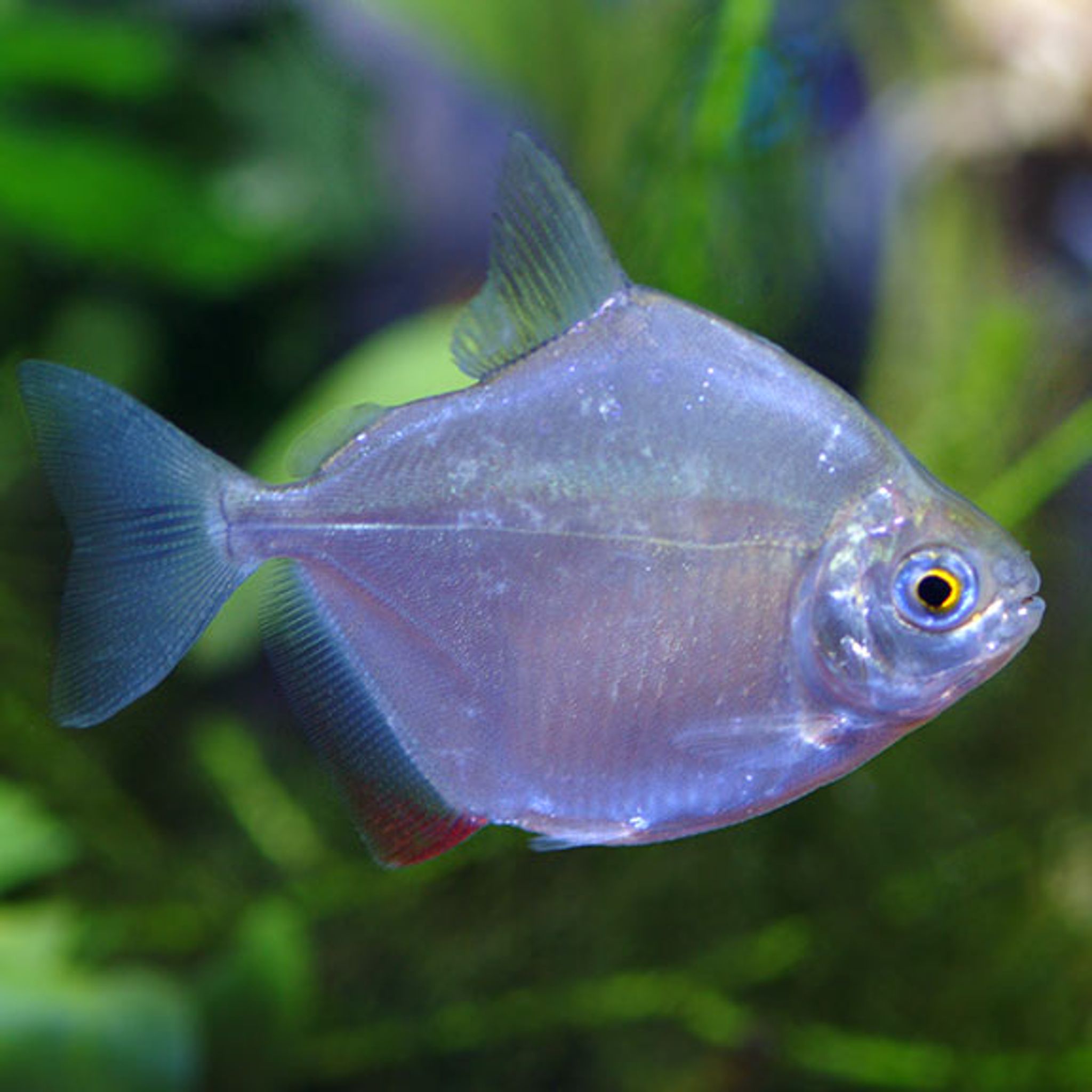 What Do Silver Dollar Fish Eat? A Practical Feeding Guide