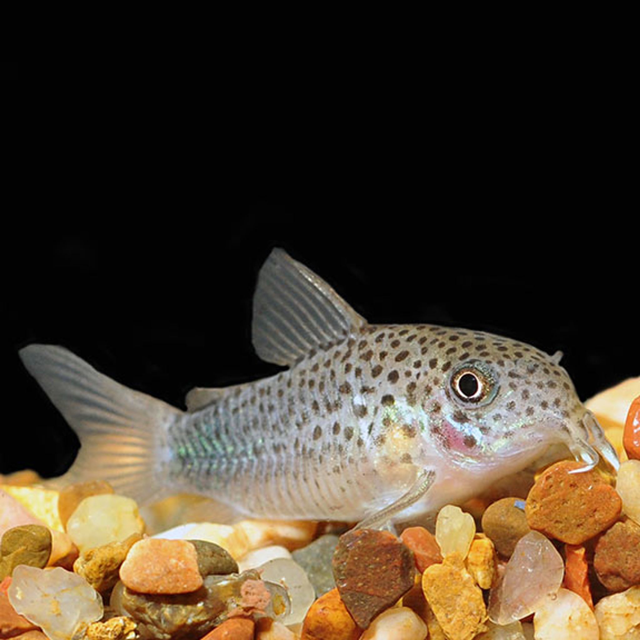 What Do Corydoras Catfish Eat? A Practical Feeding Guide