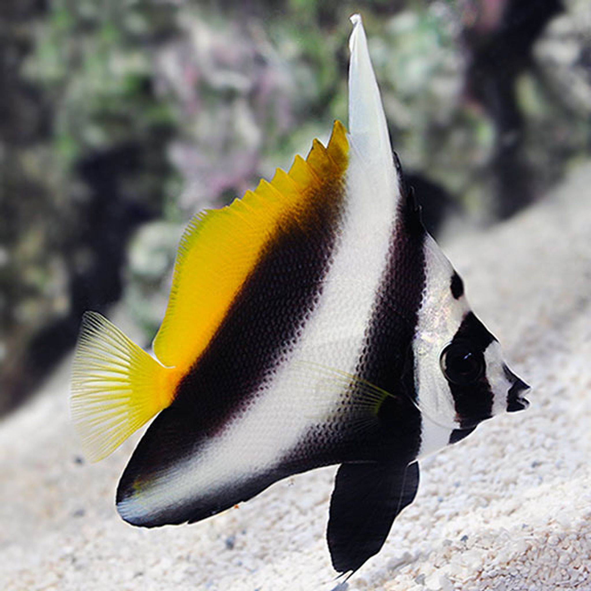 Singular Bannerfish