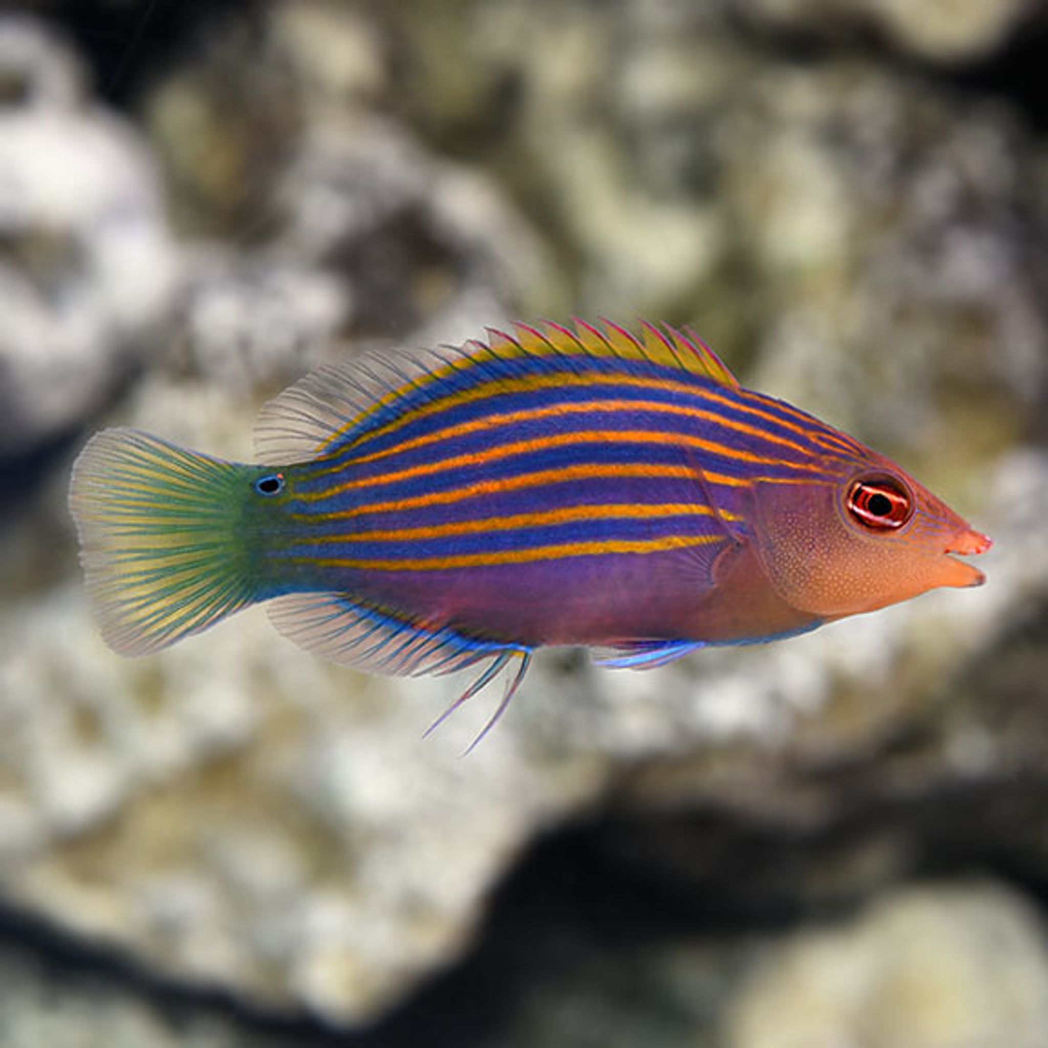How to Feed Six-Line Wrasse: Foods, Frequency and Common Feeding Problems