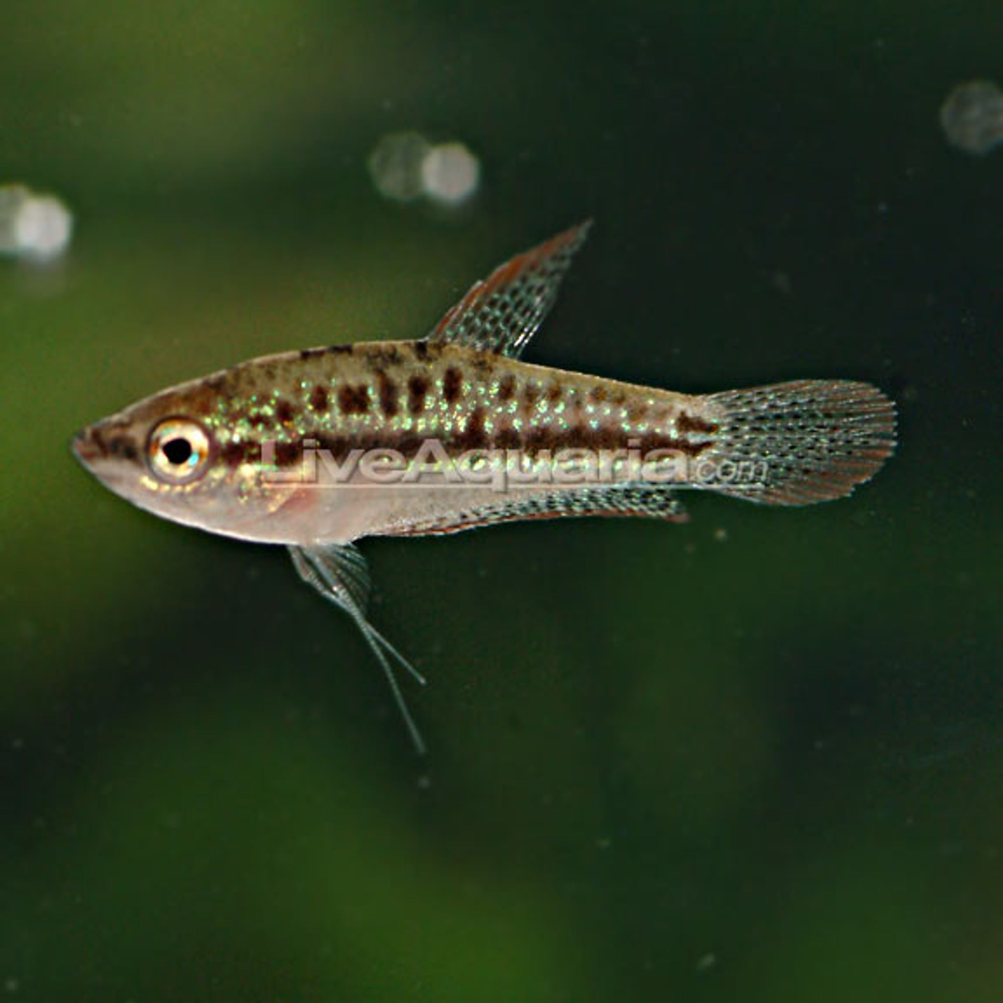 Sparkling Gourami