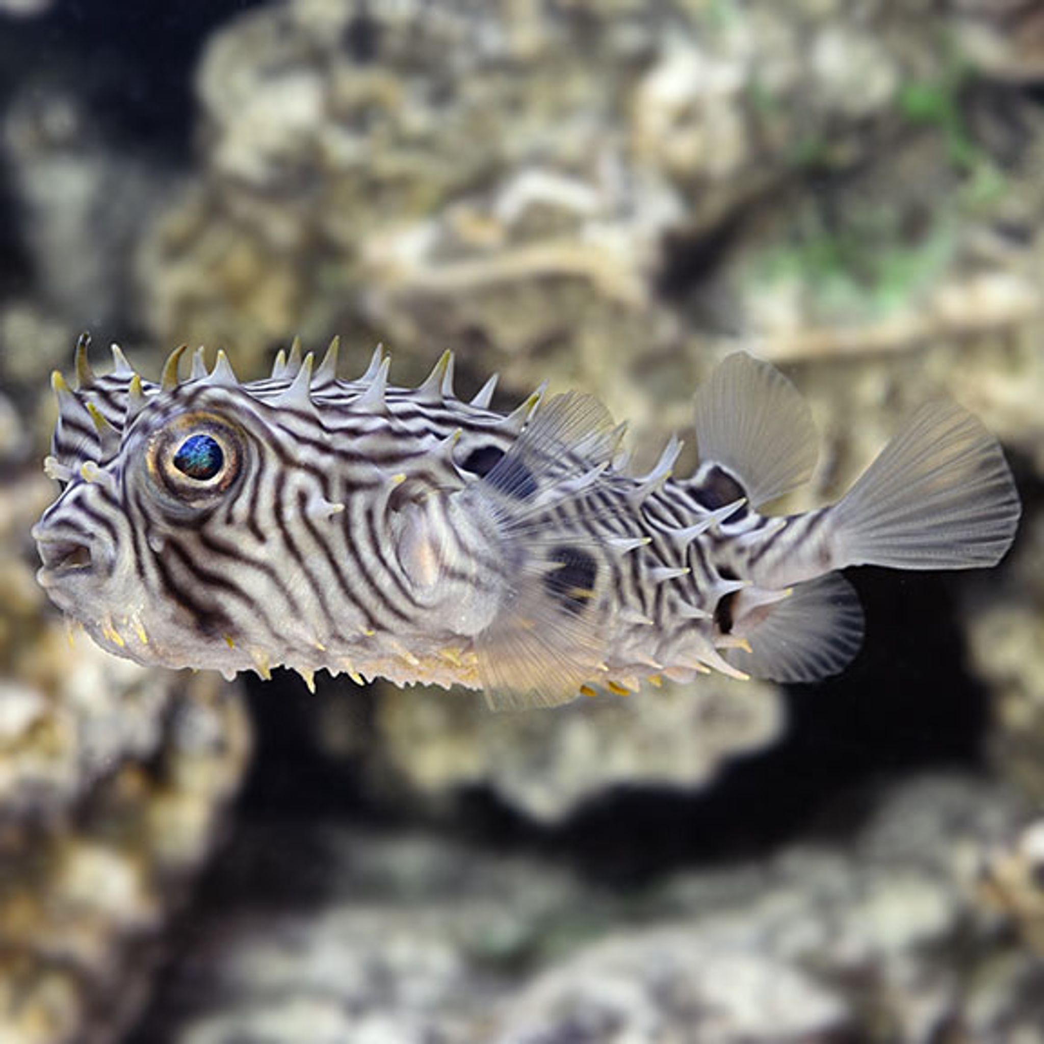 Spiny Box Puffer EXPERT ONLY (Chilomycterus schoepfi)