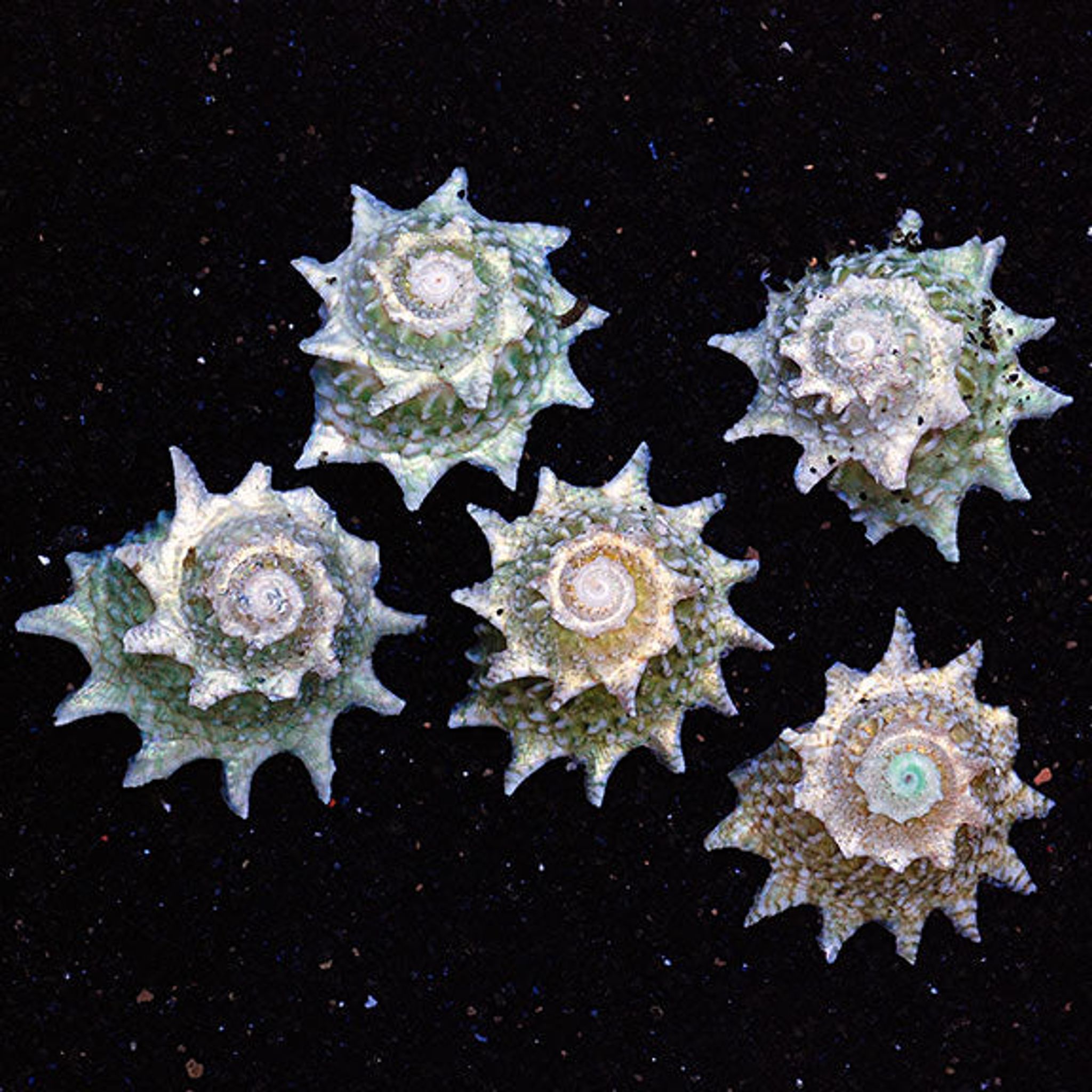 Spiny Star Astraea (Ninja Star Snail)