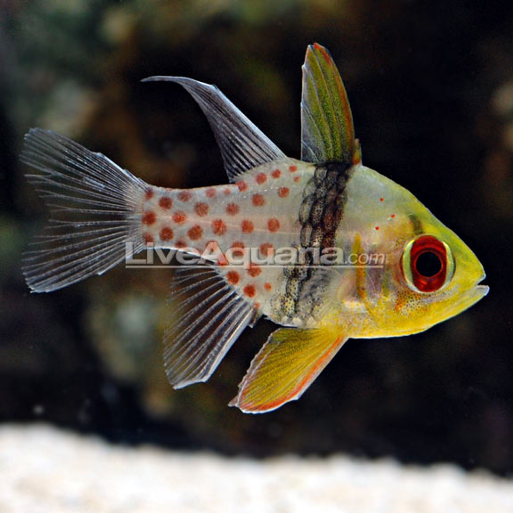 Spotted Cardinalfish - Tank Bred