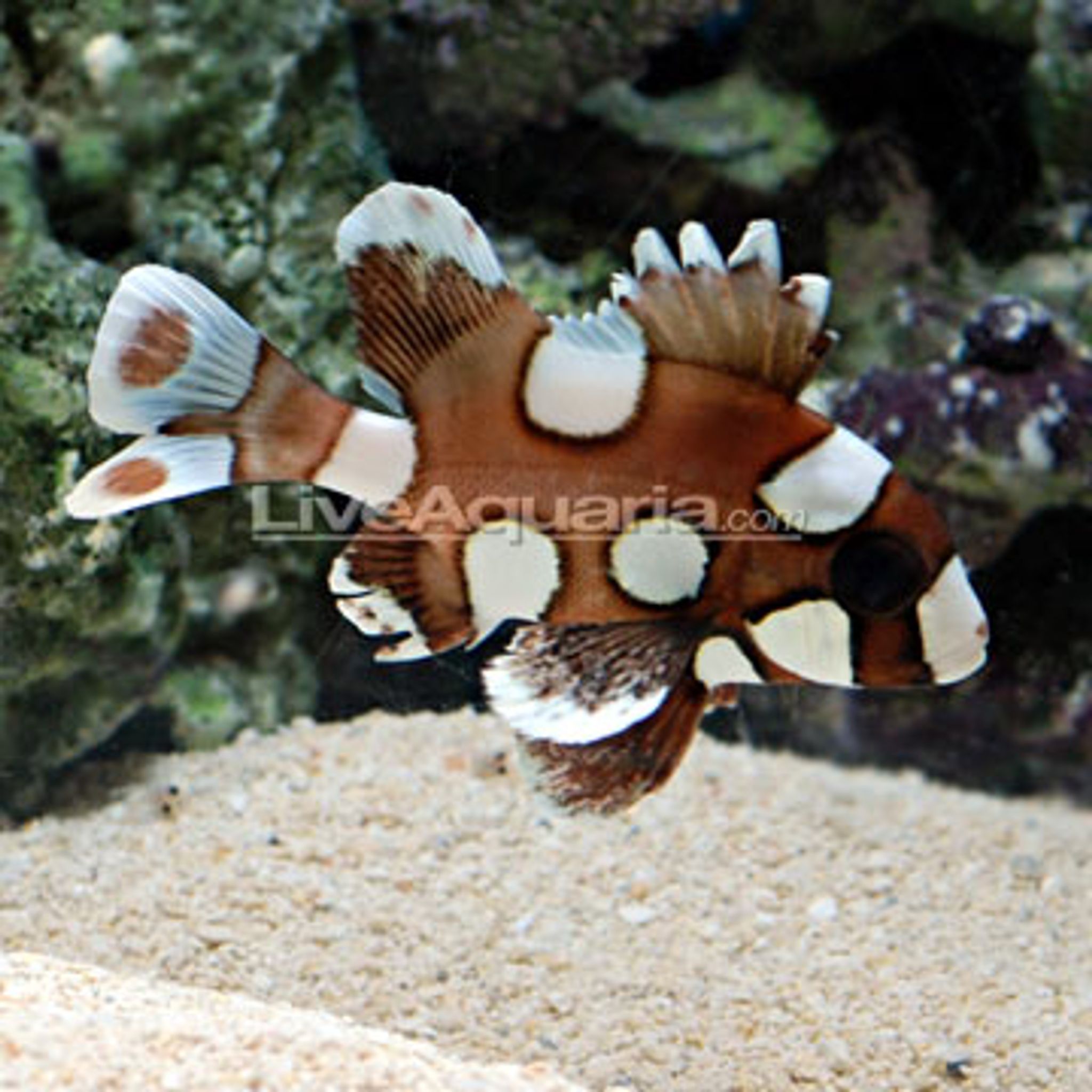 Spotted Sweetlips