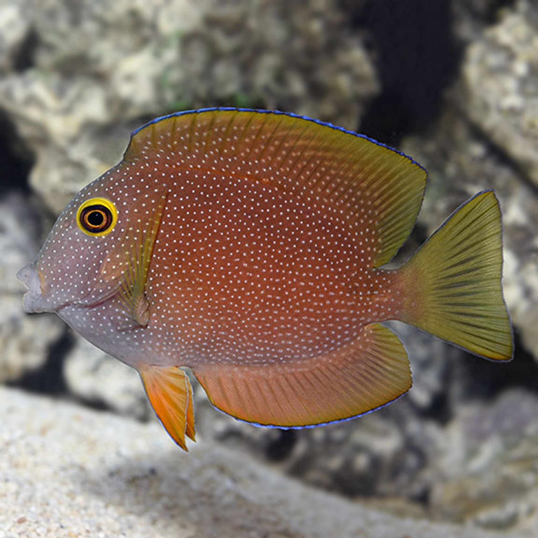 Squaretail Bristletooth Tang (Ctenochaetus truncatus)