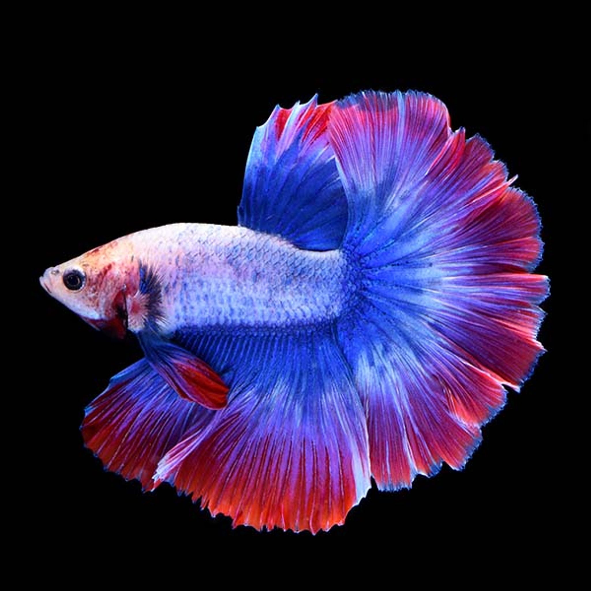 STARS & STRIPES MALE BETTA
