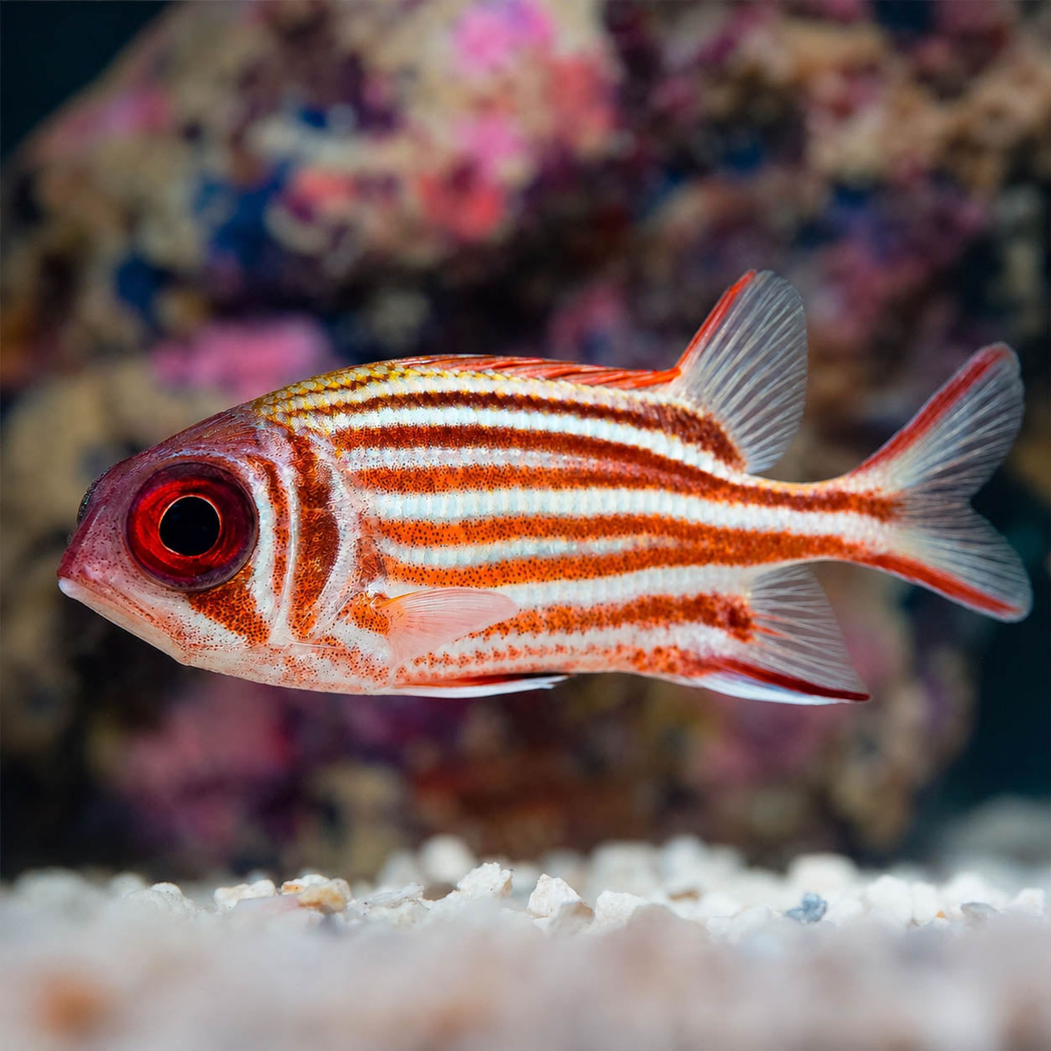 Striped Squirrelfish 4" WYSIWYG