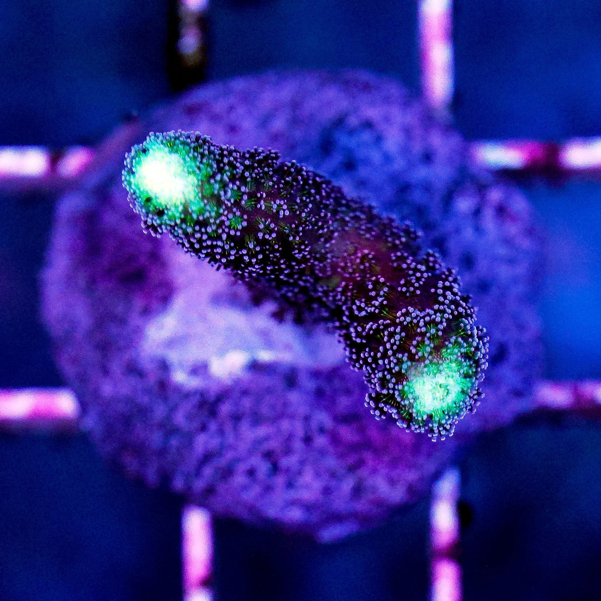 Stylophora Care Guide: Lighting, Flow, Feeding and Placement