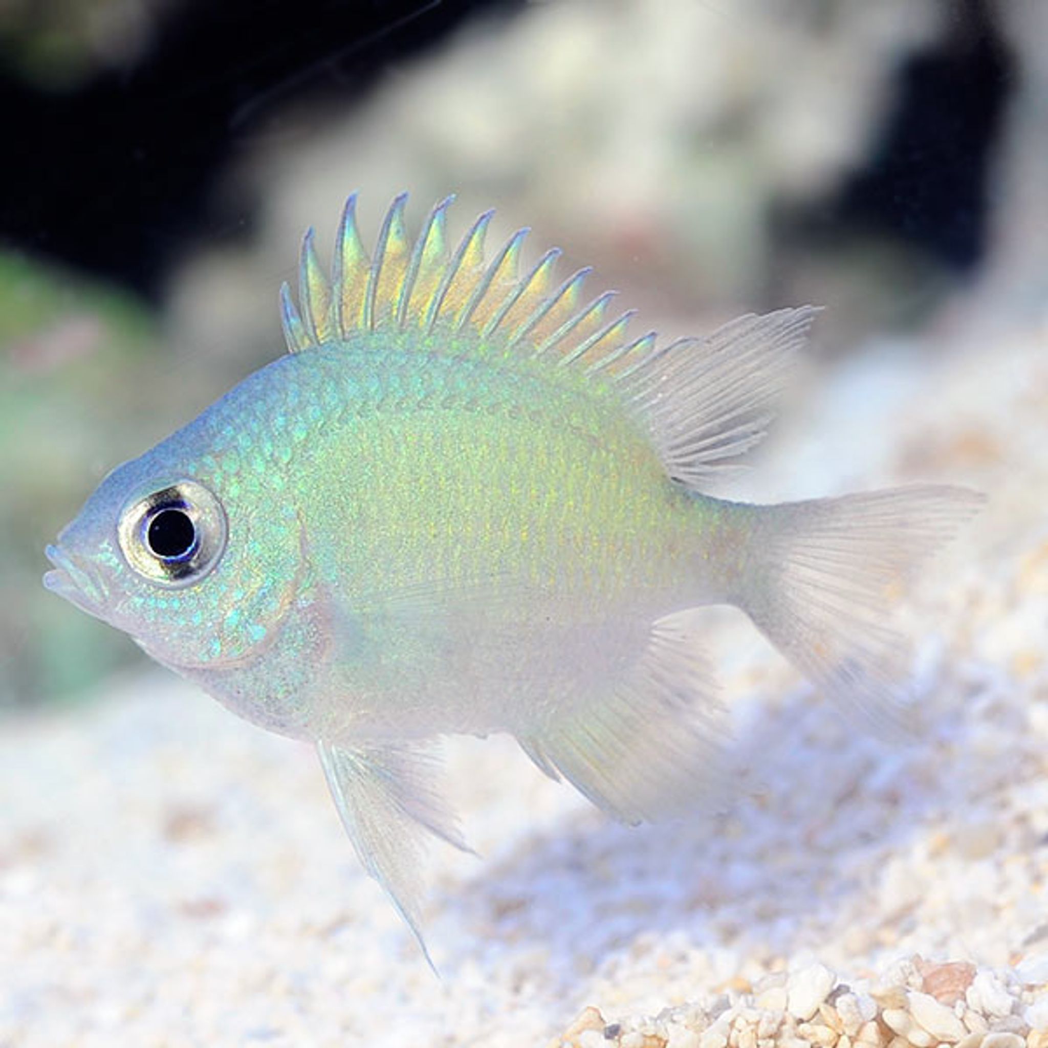 Ternate Damselfish (Amblyglyphidodon ternatensis)
