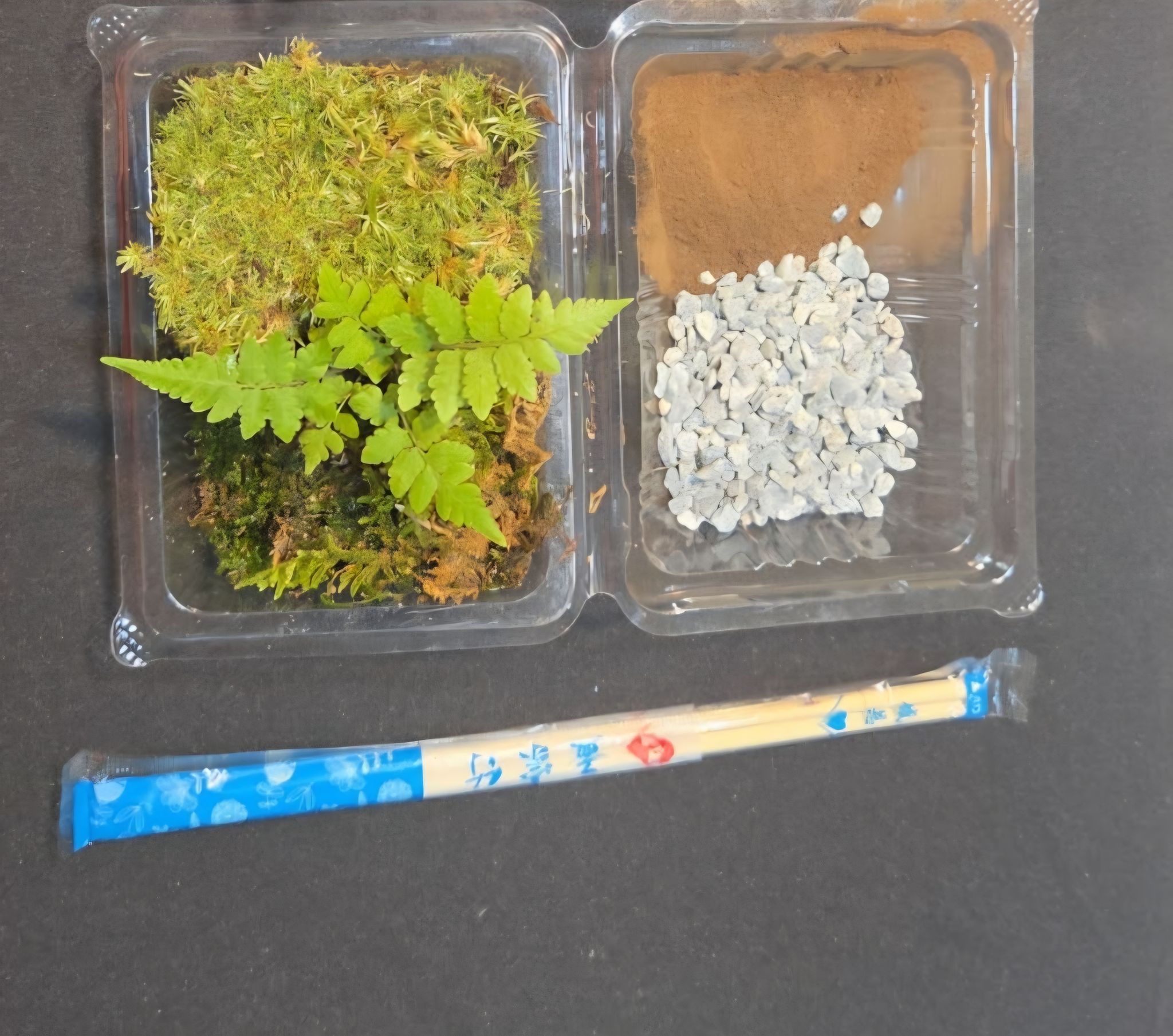 terrarium set