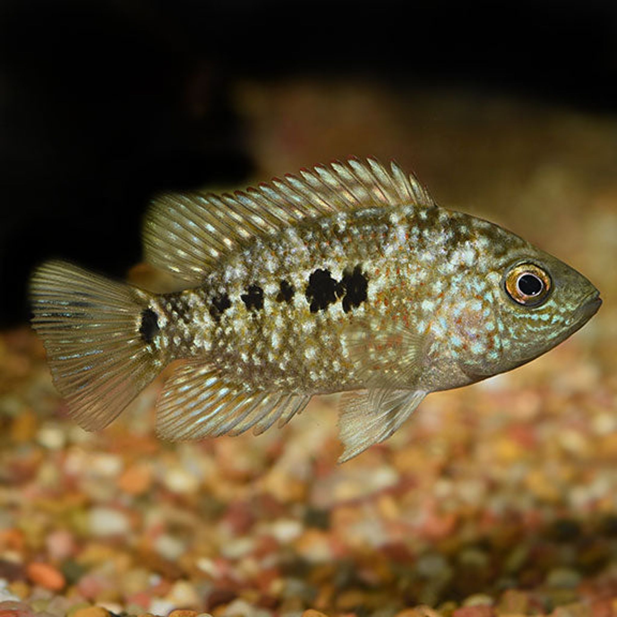 Texas Cichlid (Herichthys cynoguttatus)