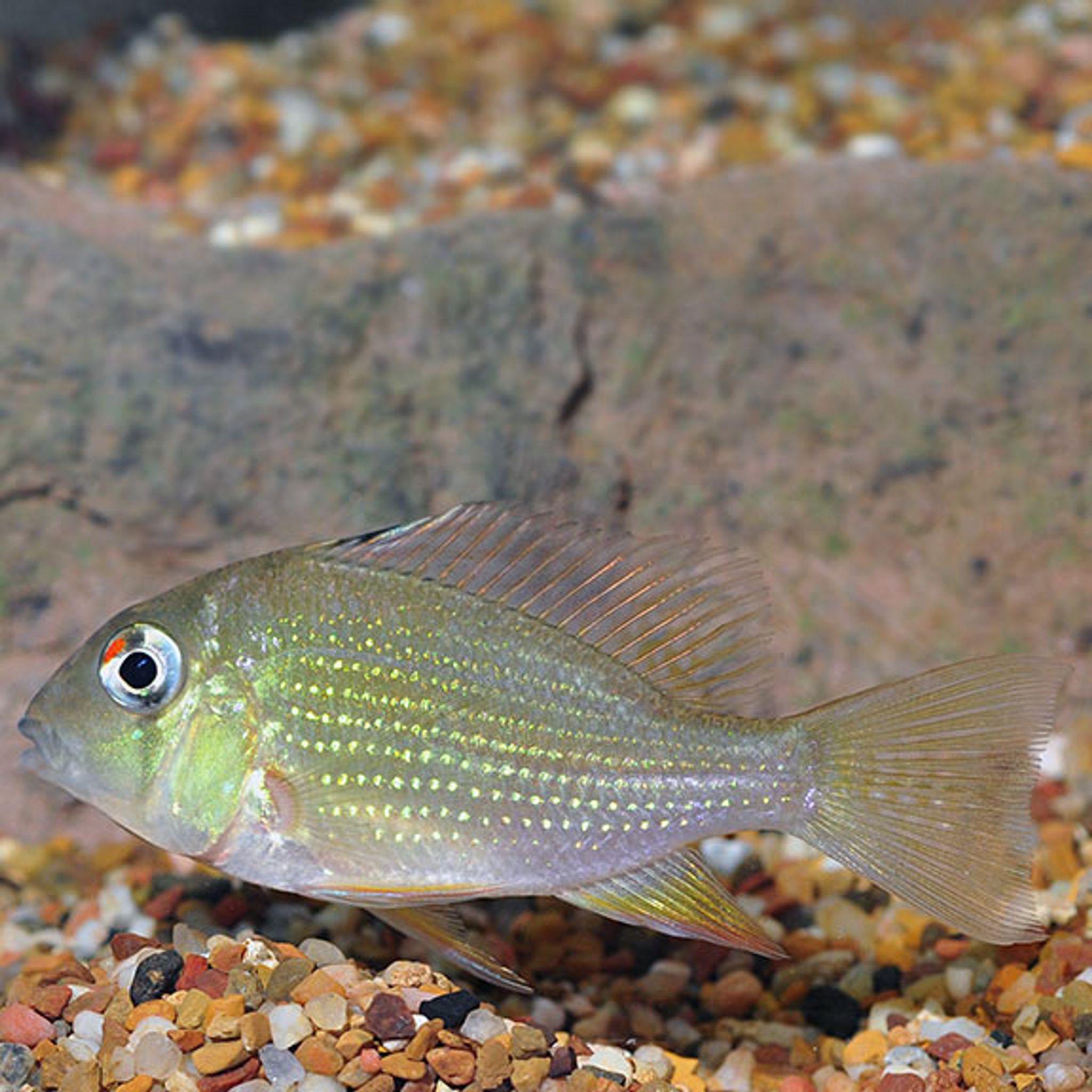 How Big Do Geophagus Get? Growth Rate, Adult Size and Tank Planning