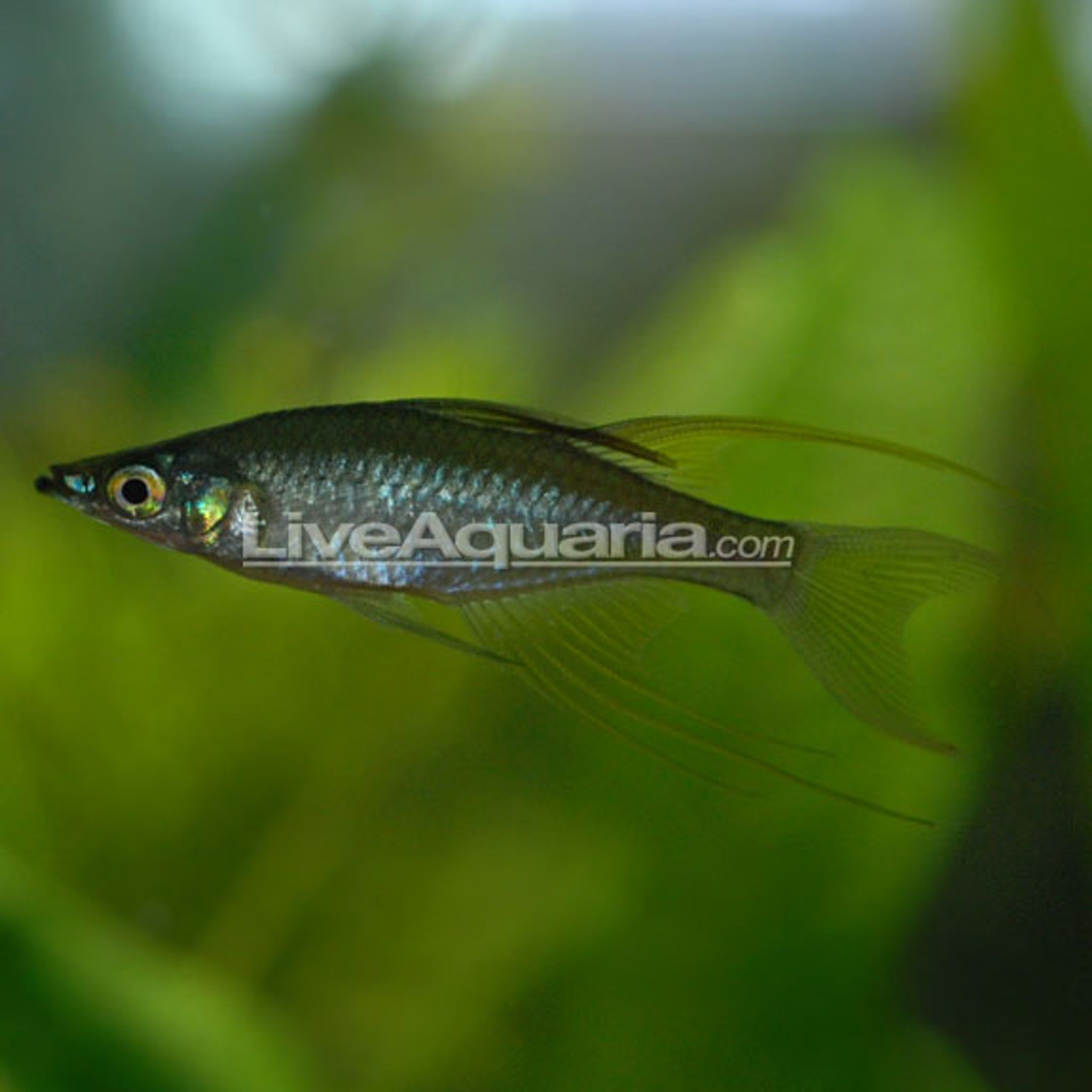 Threadfin Rainbow