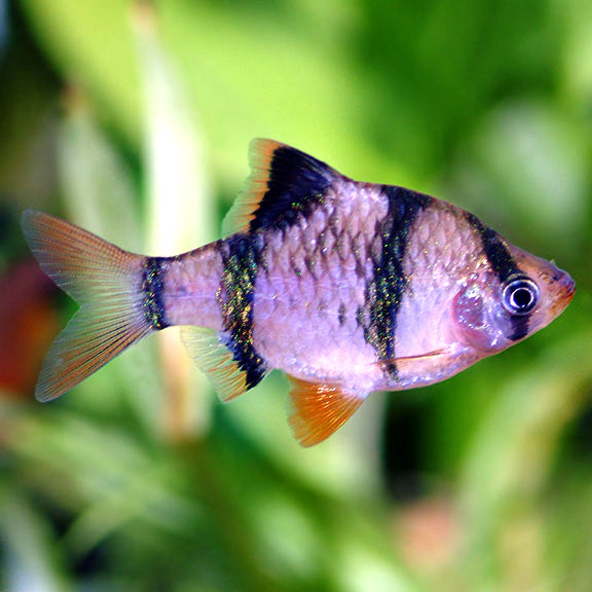 Tiger Barb