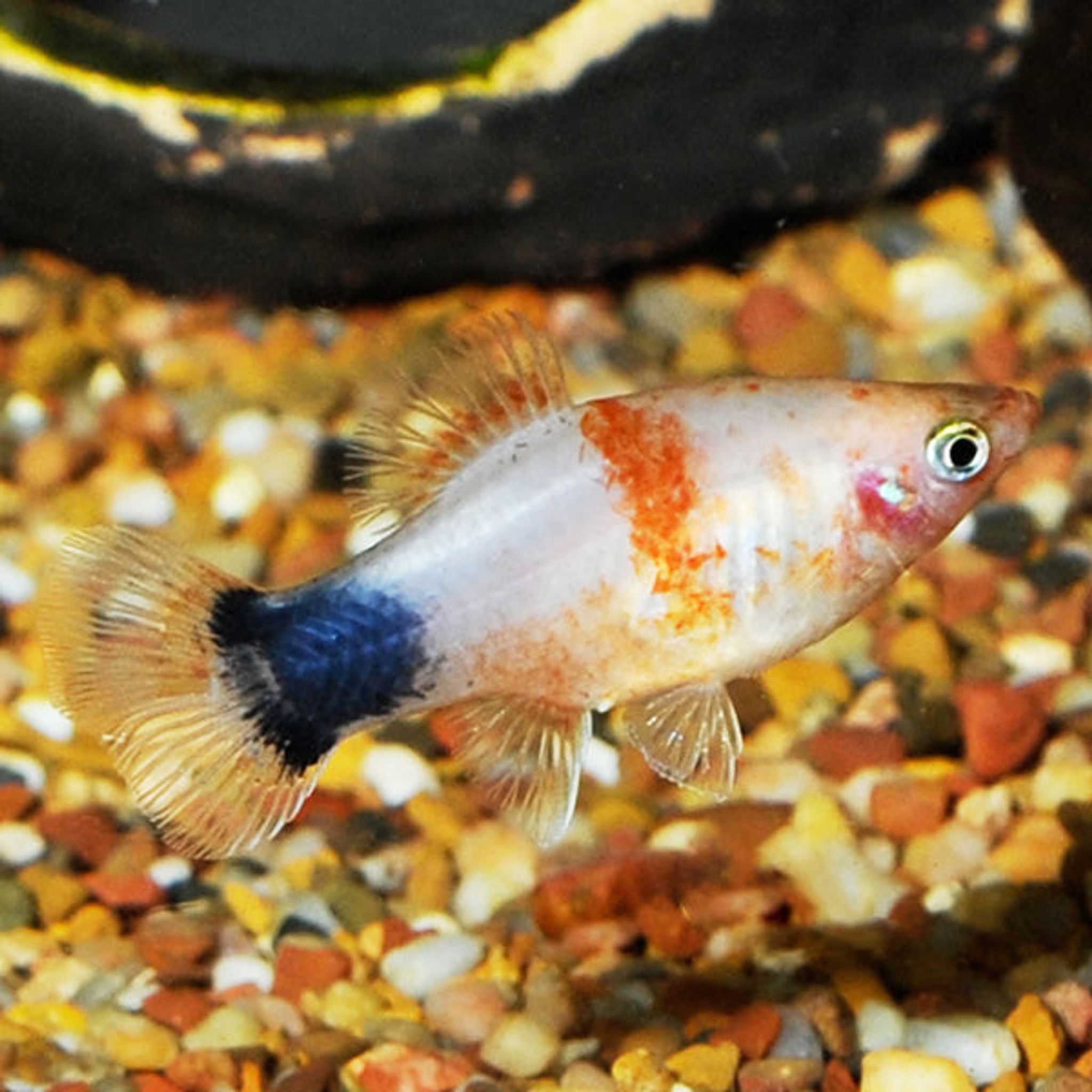 Tiger Mickey Mouse Platy