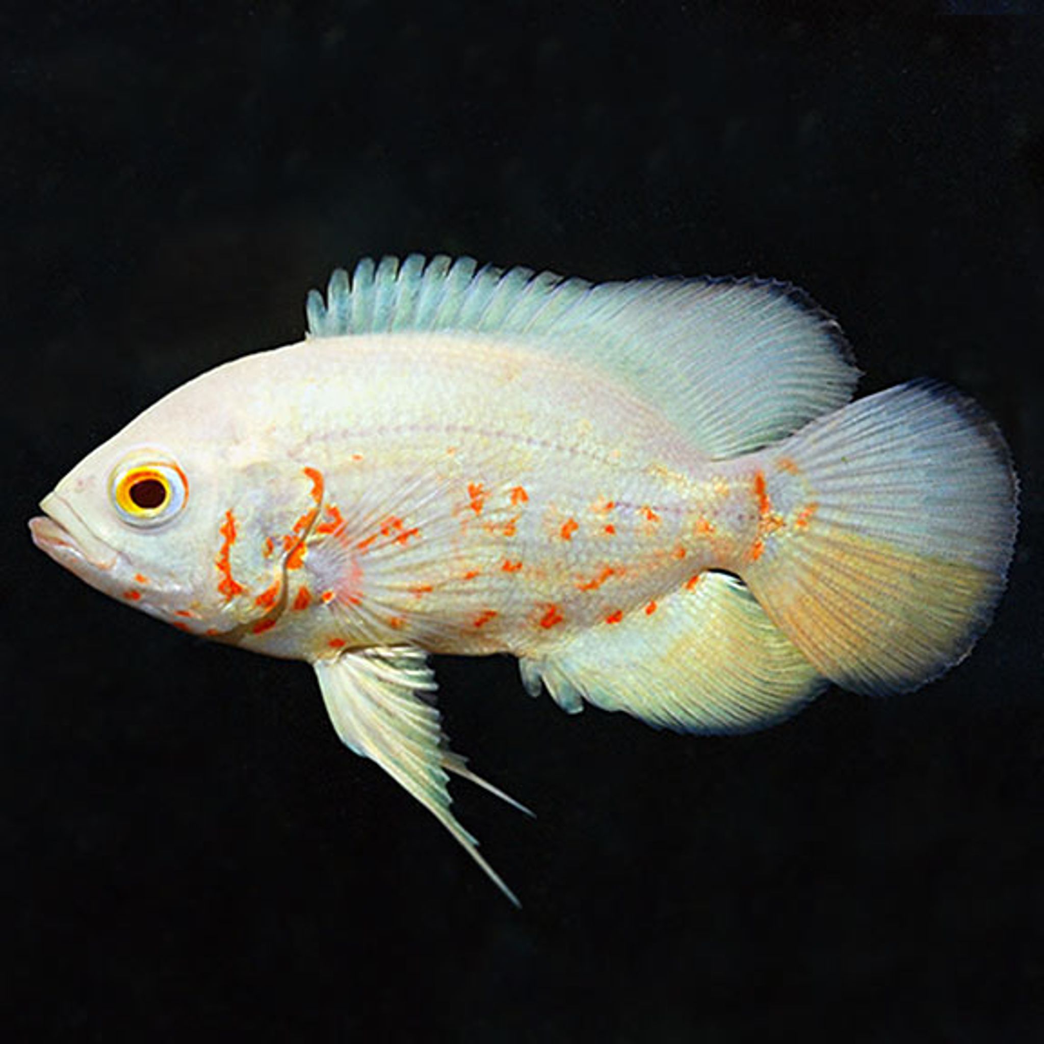 Tiger Oscar, Albino (Astronotus ocellatus)