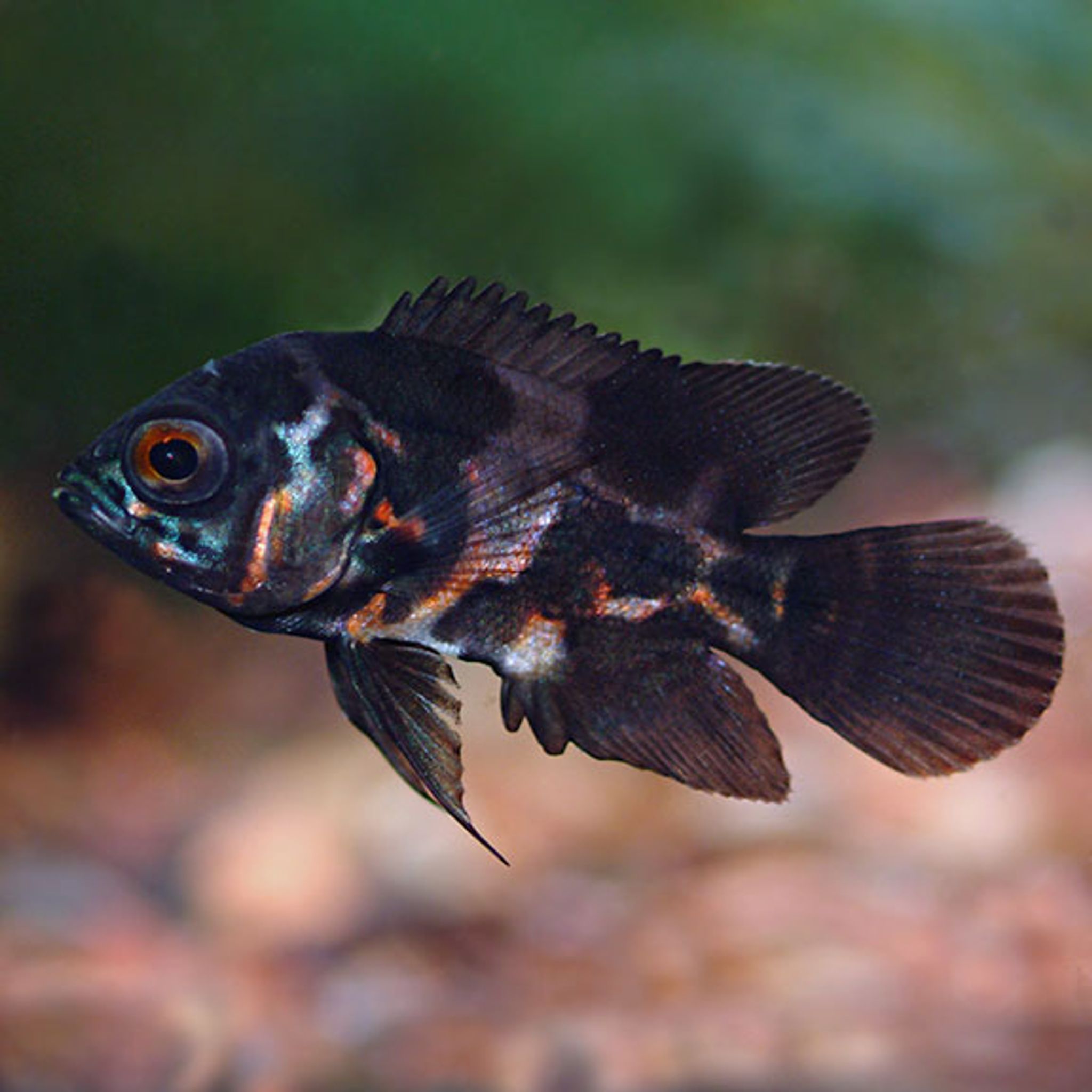 Tiger Oscar