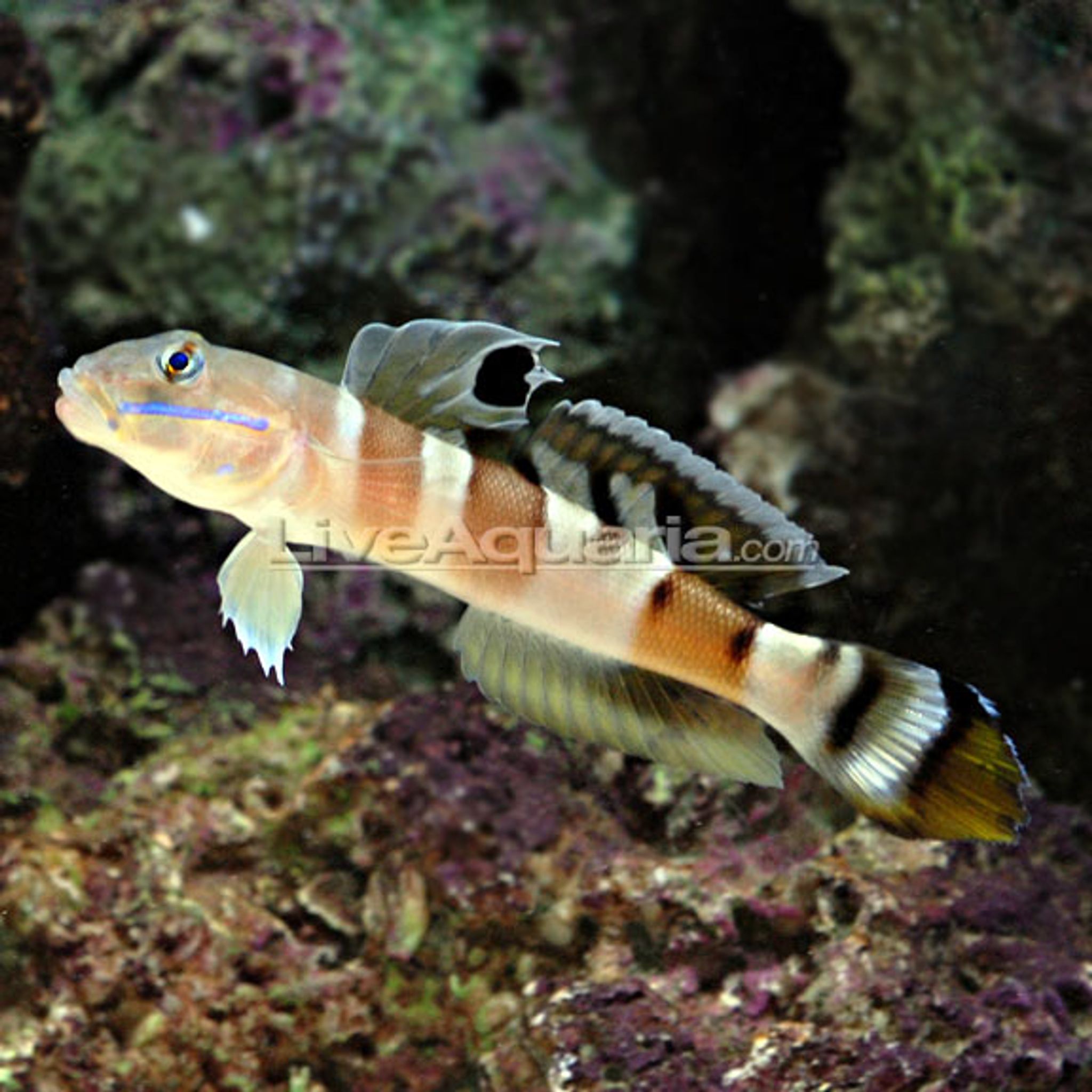 Is Yellow Watchman Goby Reef Safe? Coral and Invertebrate Compatibility Explained
