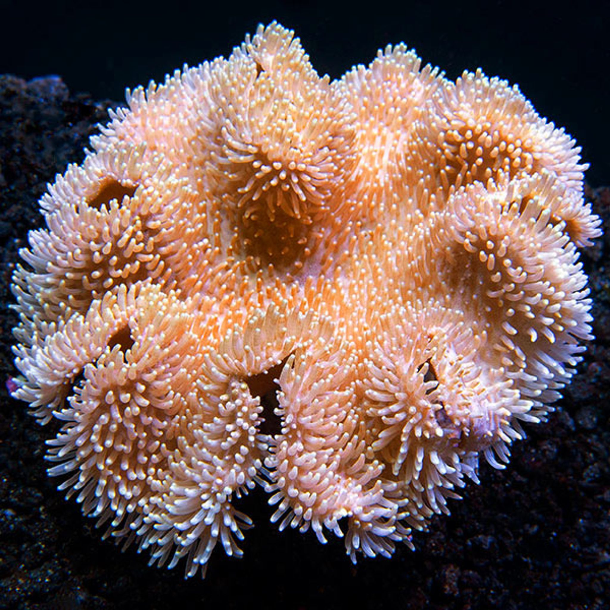Toadstool Mushroom Leather Coral, Yellow & White